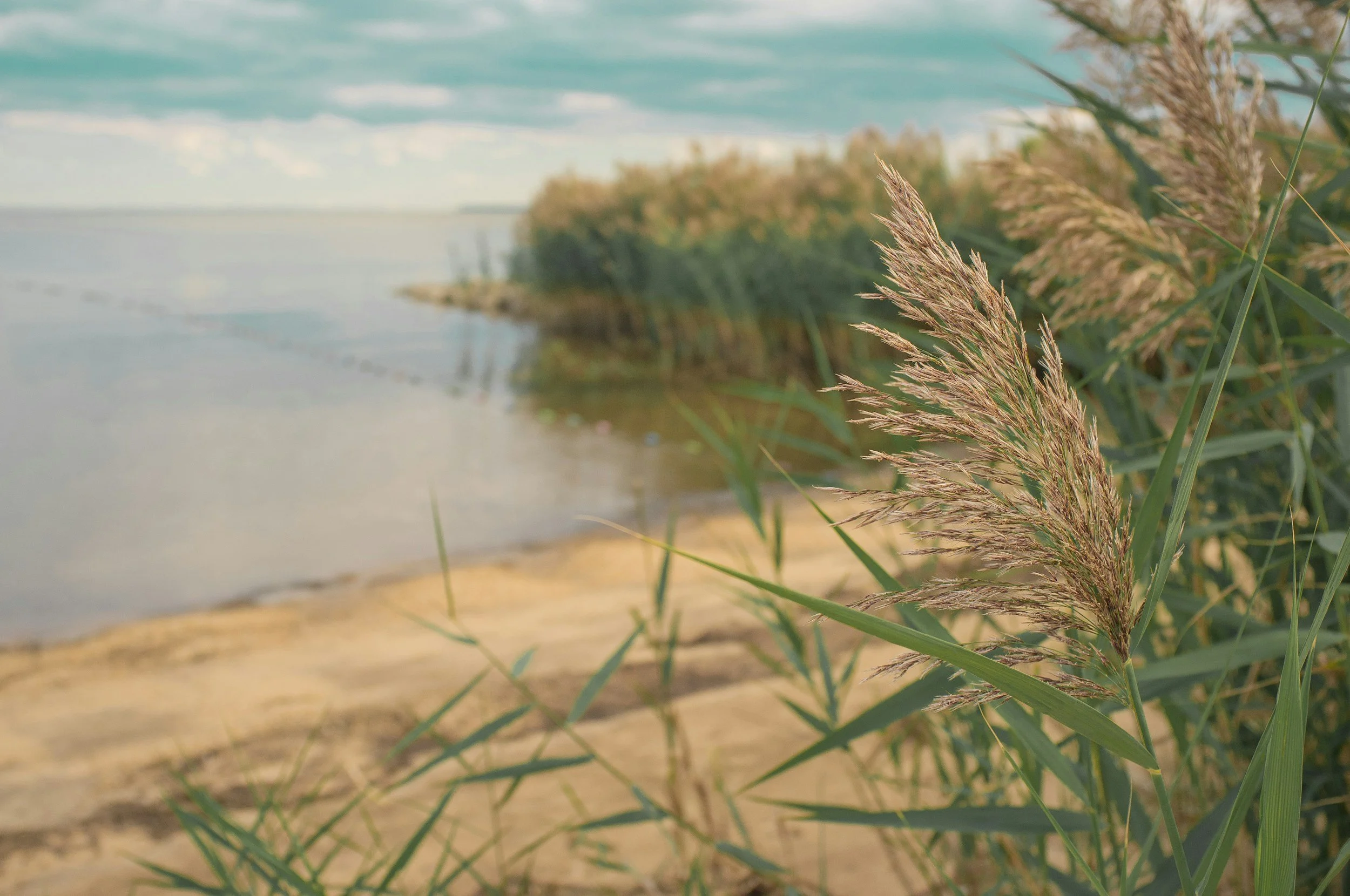 Close-up of tall grass stalks near a body of water with sand and reeds in the background, under a cloudy sky.