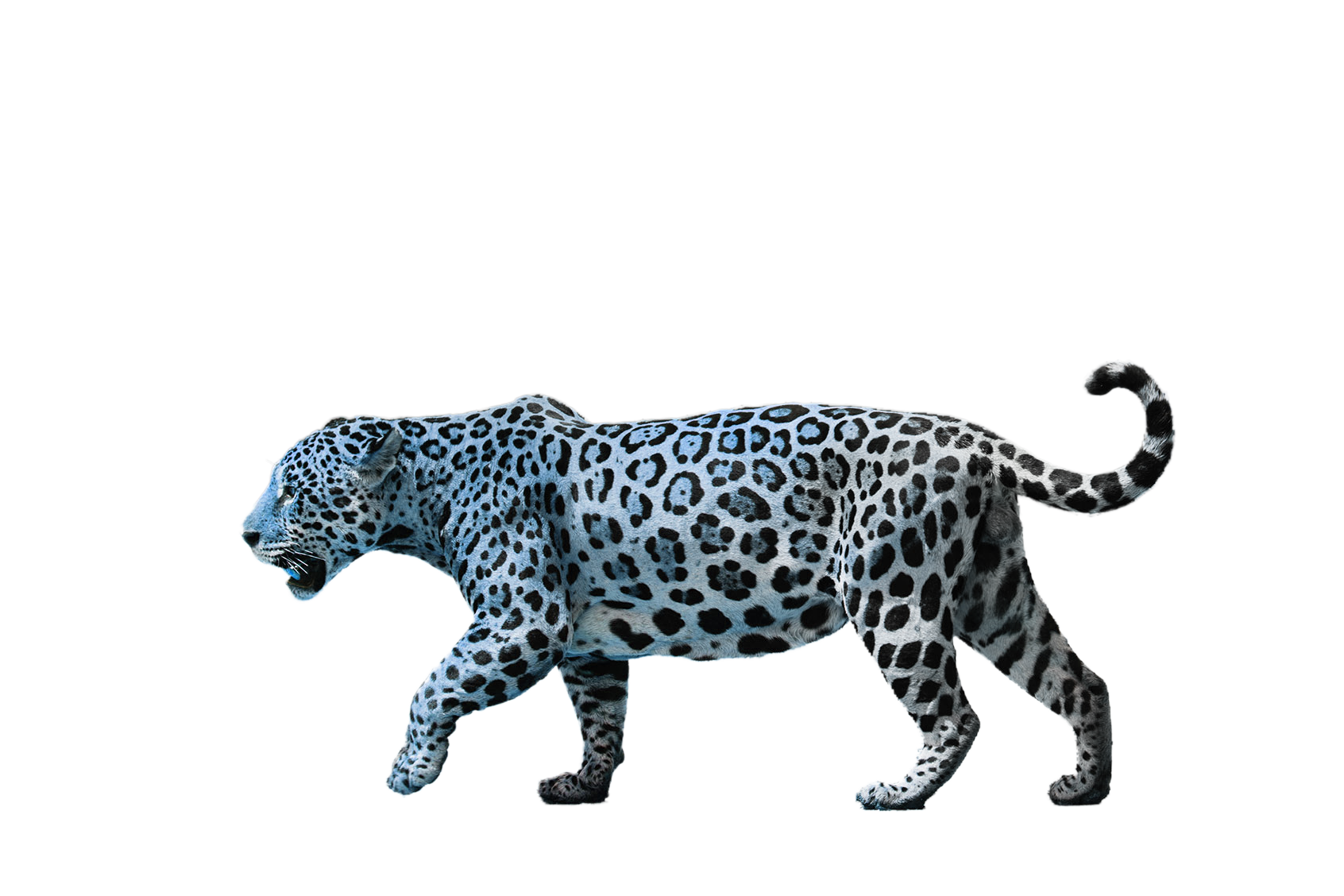 Illustration of a jaguar in motion with a black background, showing its spotted coat and muscular build.