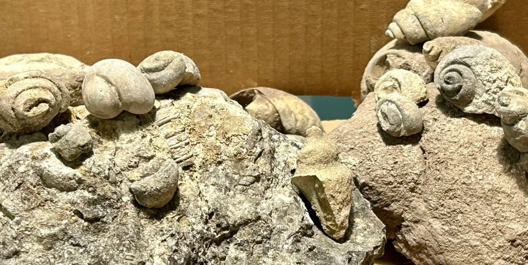 Central Texas Fossil Finds