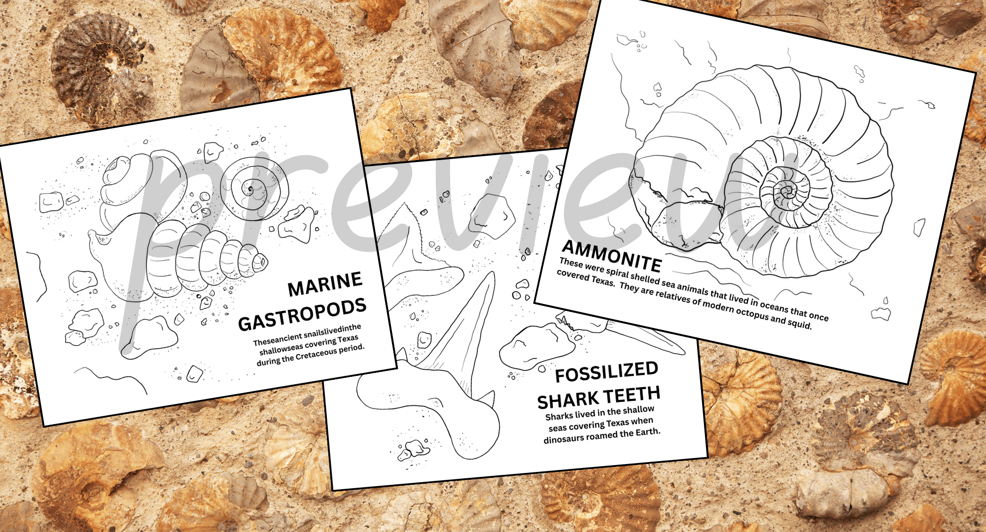photo preview of 3 fossil coloring pages