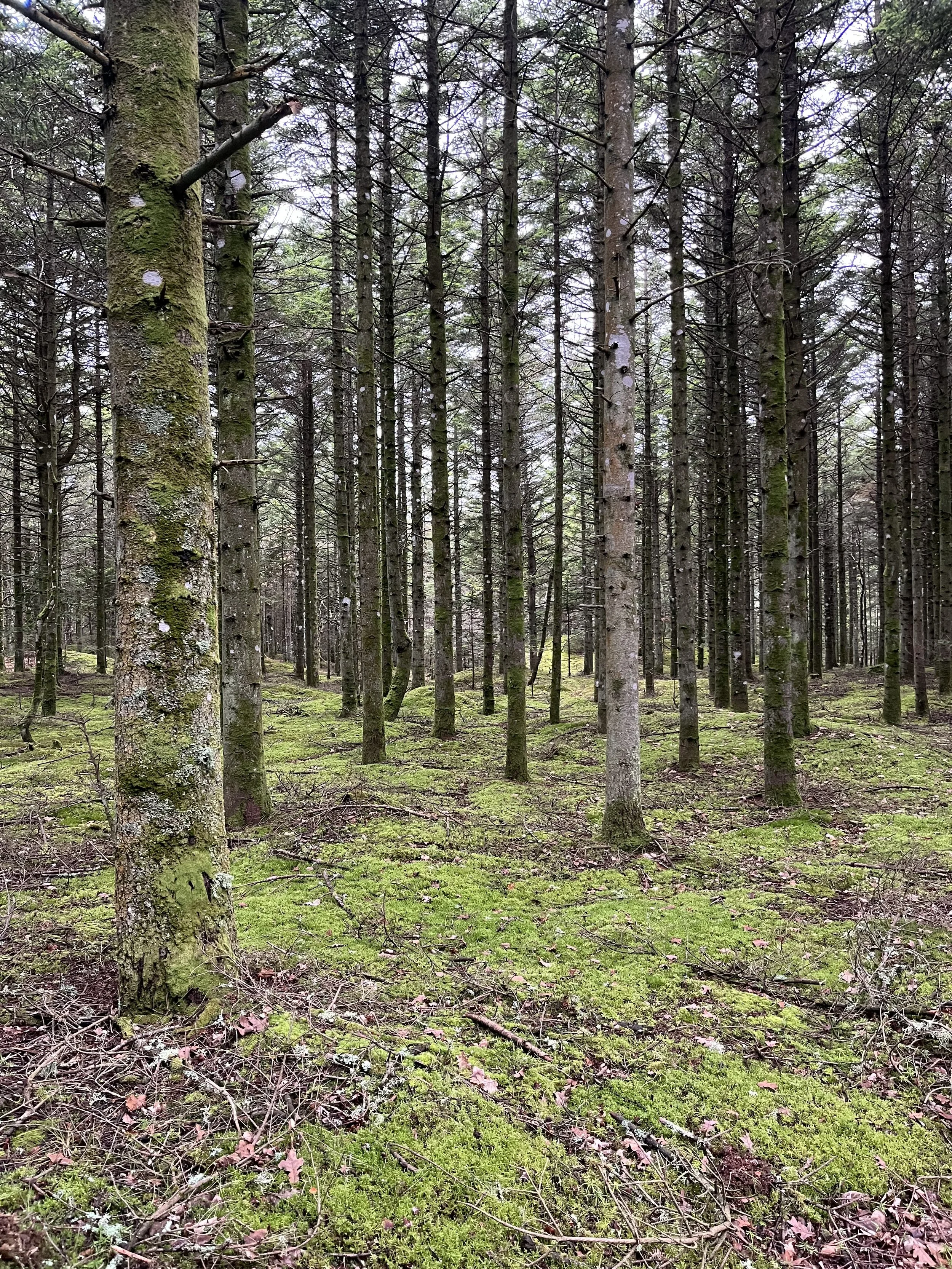 En skov med mange høje træer dækket af mos, med grøn vækst på jorden og nogle få blade på grenene.