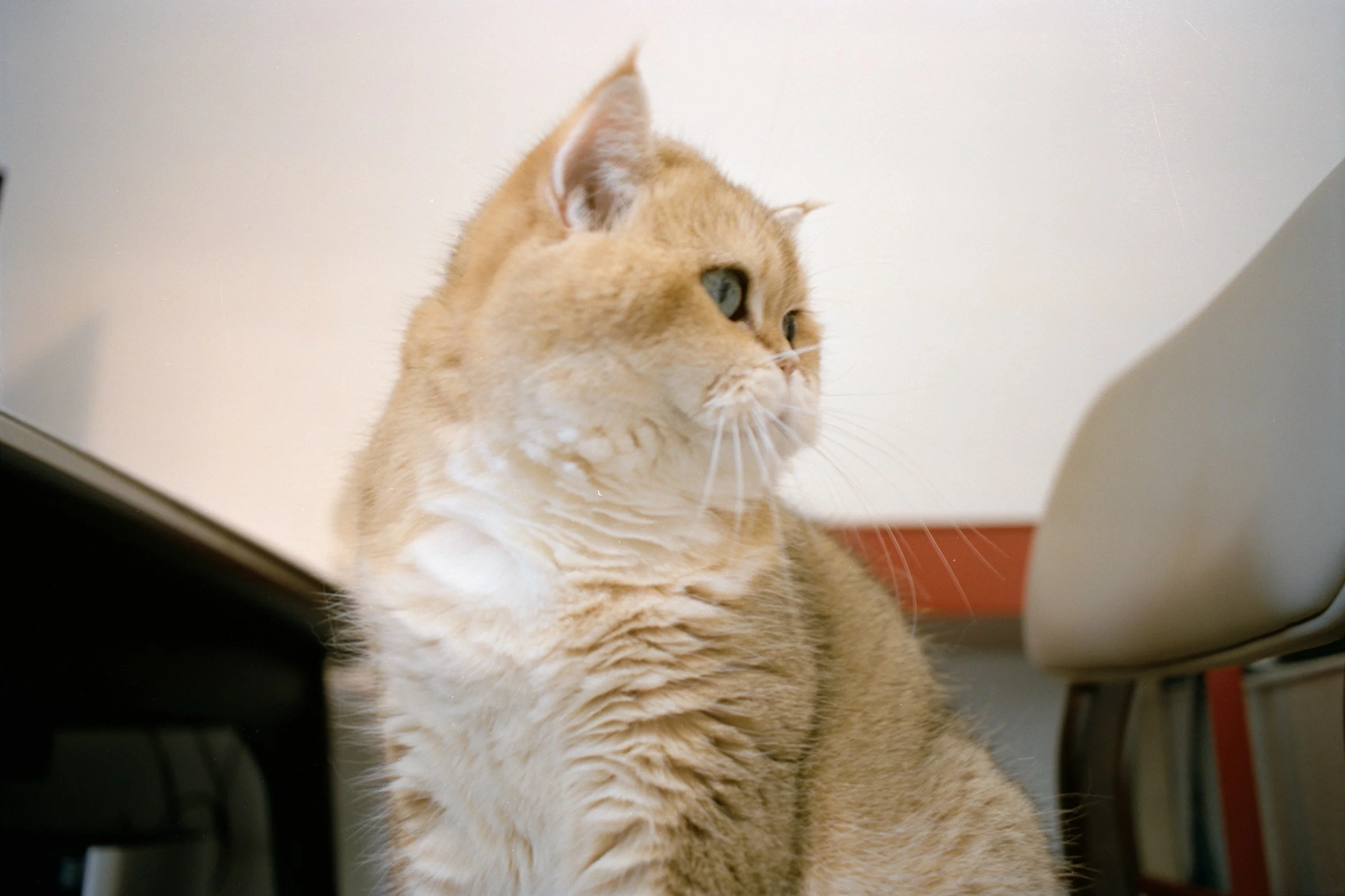 Orange tabby cat looking at a computer screen.
