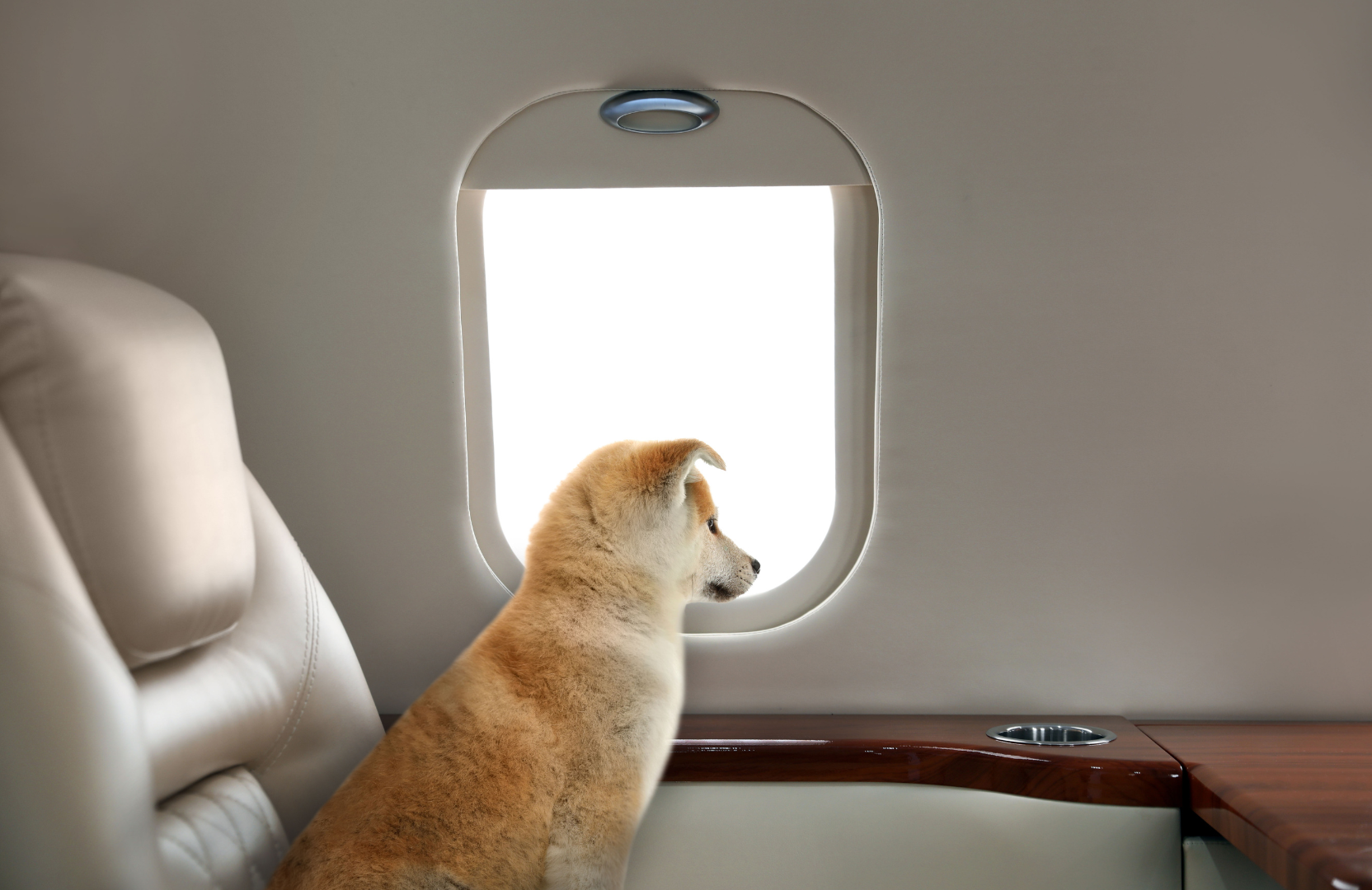 A puppy sitting inside an airplane looking out the window.