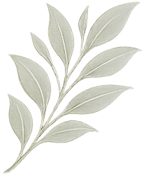 A branch with multiple light grayish-green leaves against a black background.