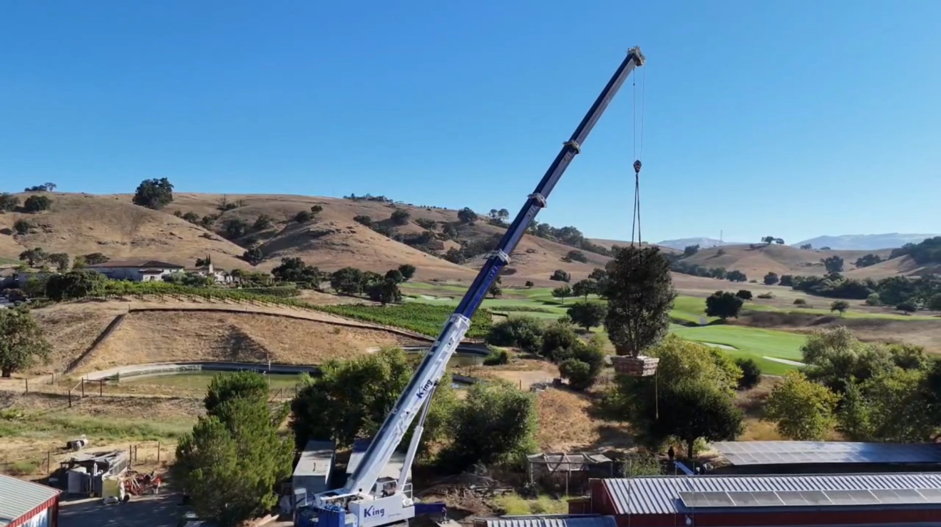 Crane lifting a large tree in a rural landscape with rolling hills and trees in the background.