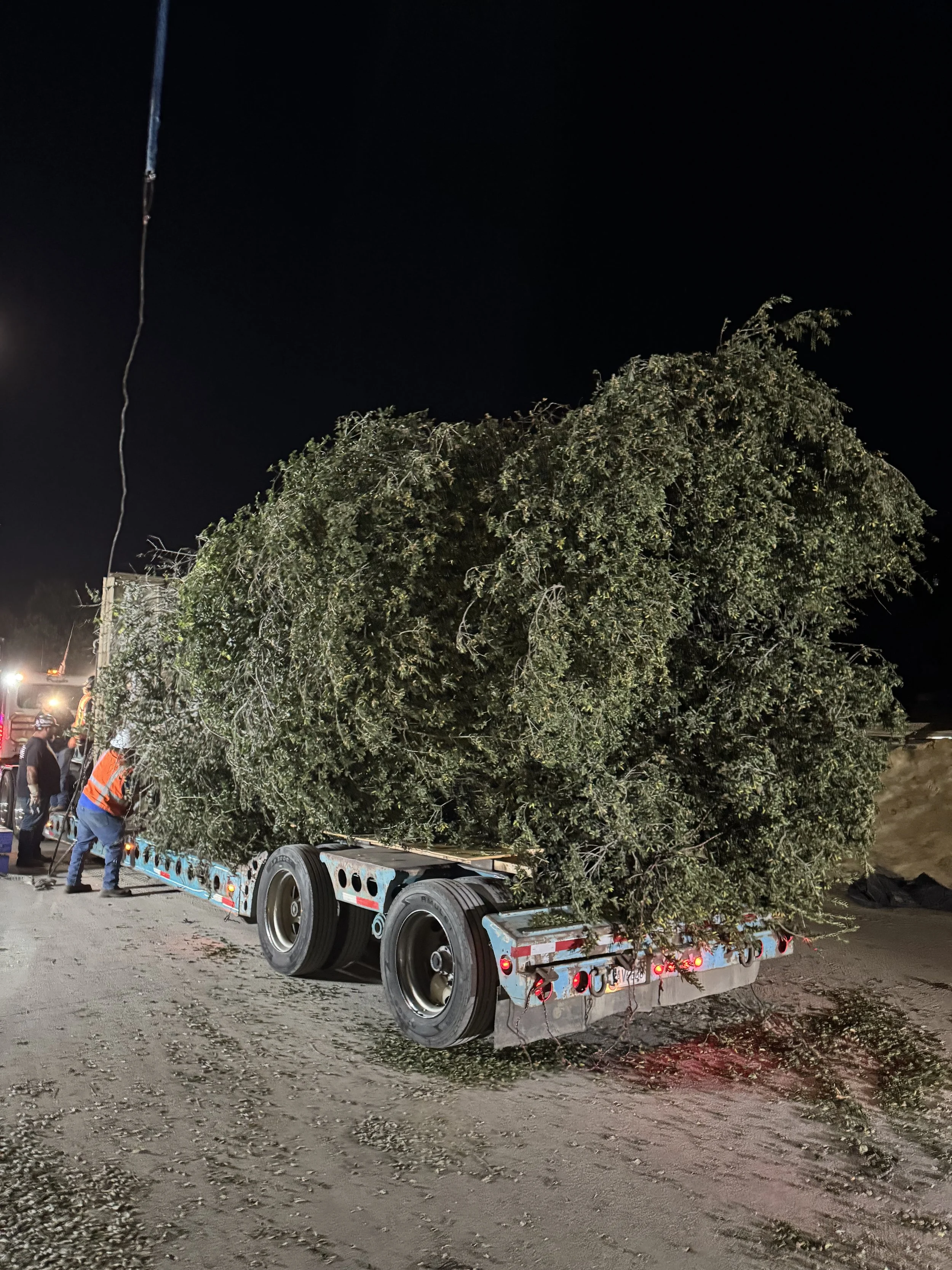 A flatbed truck carrying large, freshly cut tree branches in a nighttime setting, with workers nearby and lights in the background.