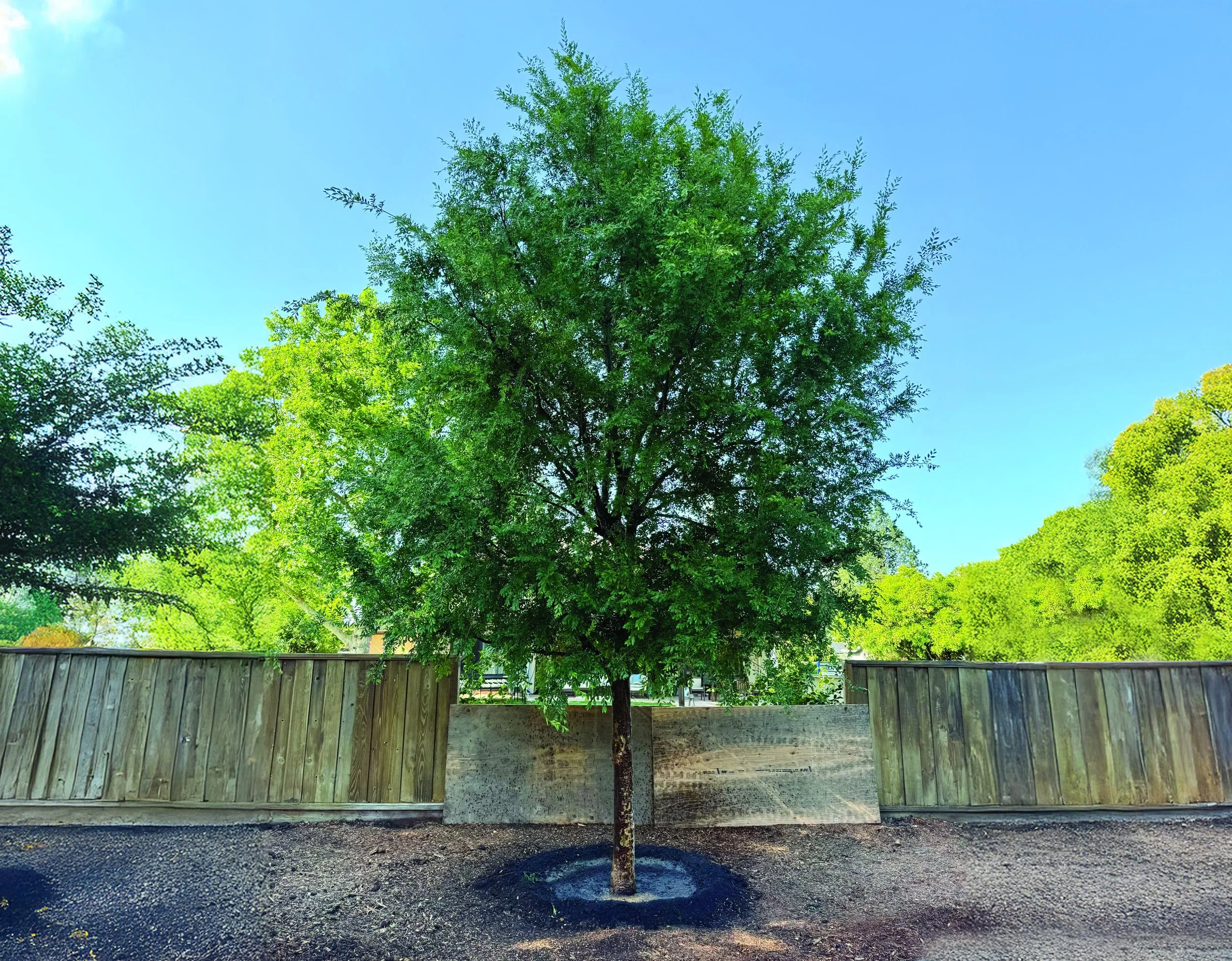 A tall green deciduous tree with lush foliage is in front of a wooden fence, with other trees visible beyond and a clear blue sky above.