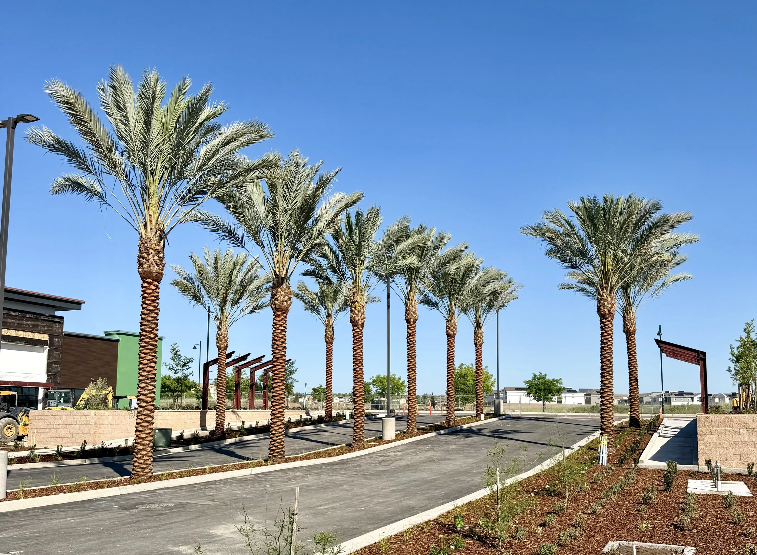 Row of tall palm trees in a landscaped area with pathways, some buildings, and a clear blue sky.