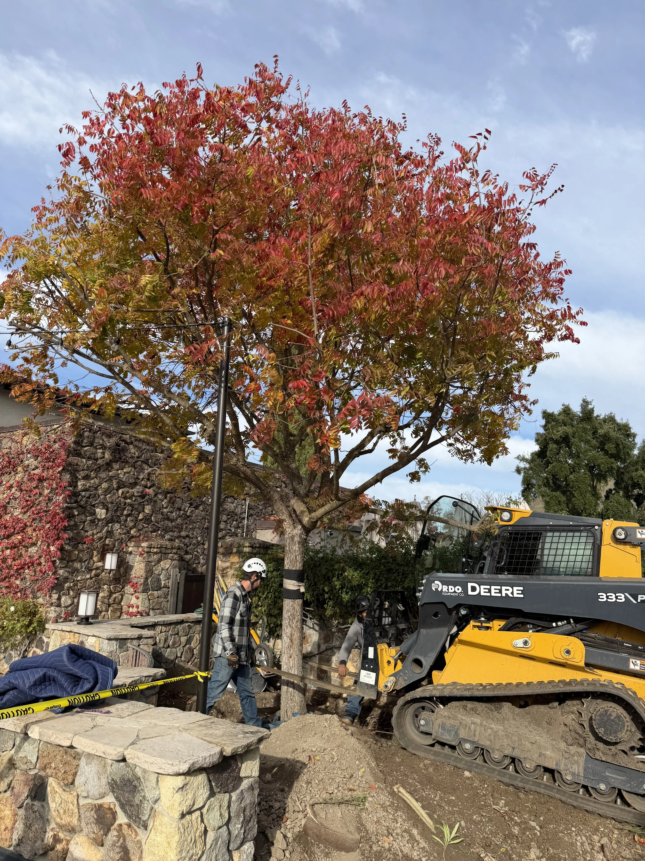 A tree with red and green leaves next to a stone wall and a construction area with a yellow bulldozer and workers, some wearing helmets, working near the base of the tree.