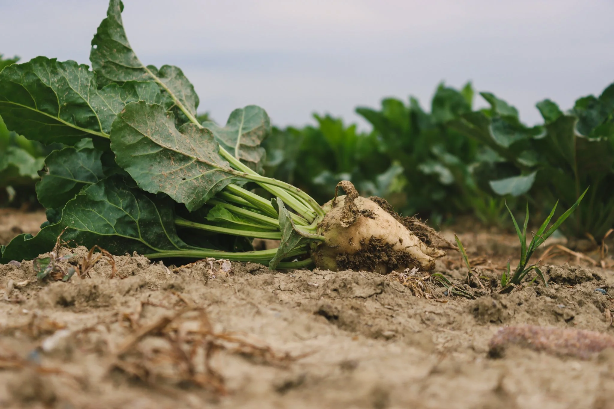 A freshly uprooted turnip with green leafy tops lying on the soil in a field.