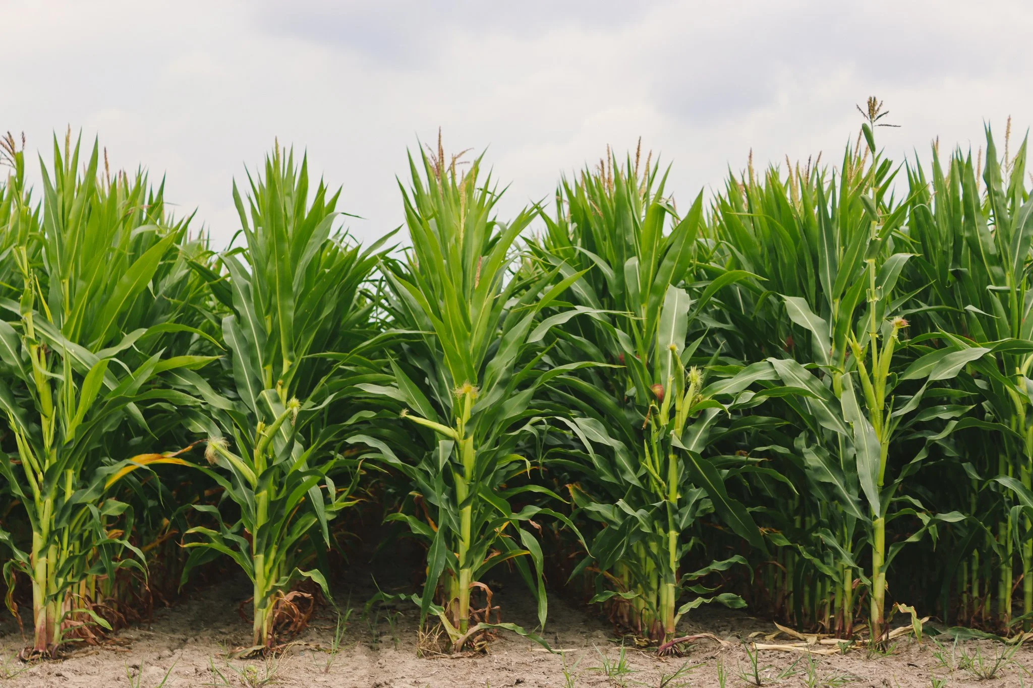 A field of tall, green corn plants growing in soil under a light cloudy sky.