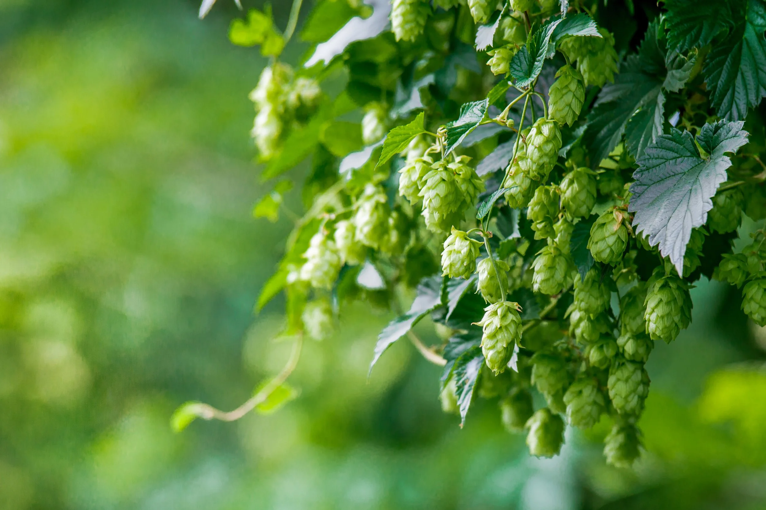 Close-up of green hop cones hanging from a vine with dark green leaves, in a bright and lush outdoor setting.