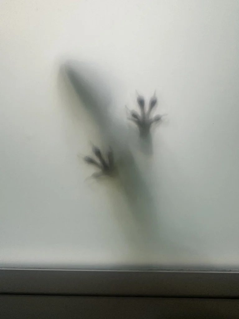 C09C9323-A96C-4EE9-911E-344576C58829_1_105_c.jpeg