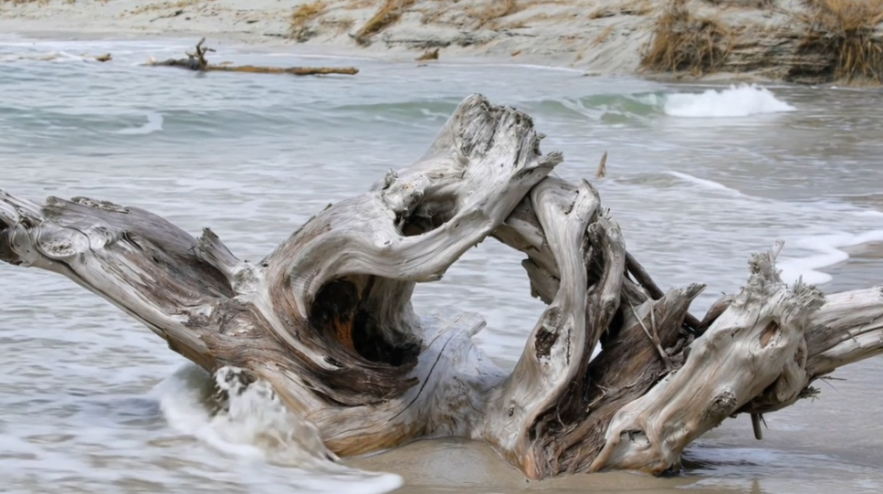 Driftwood Ocean Stillshot.png