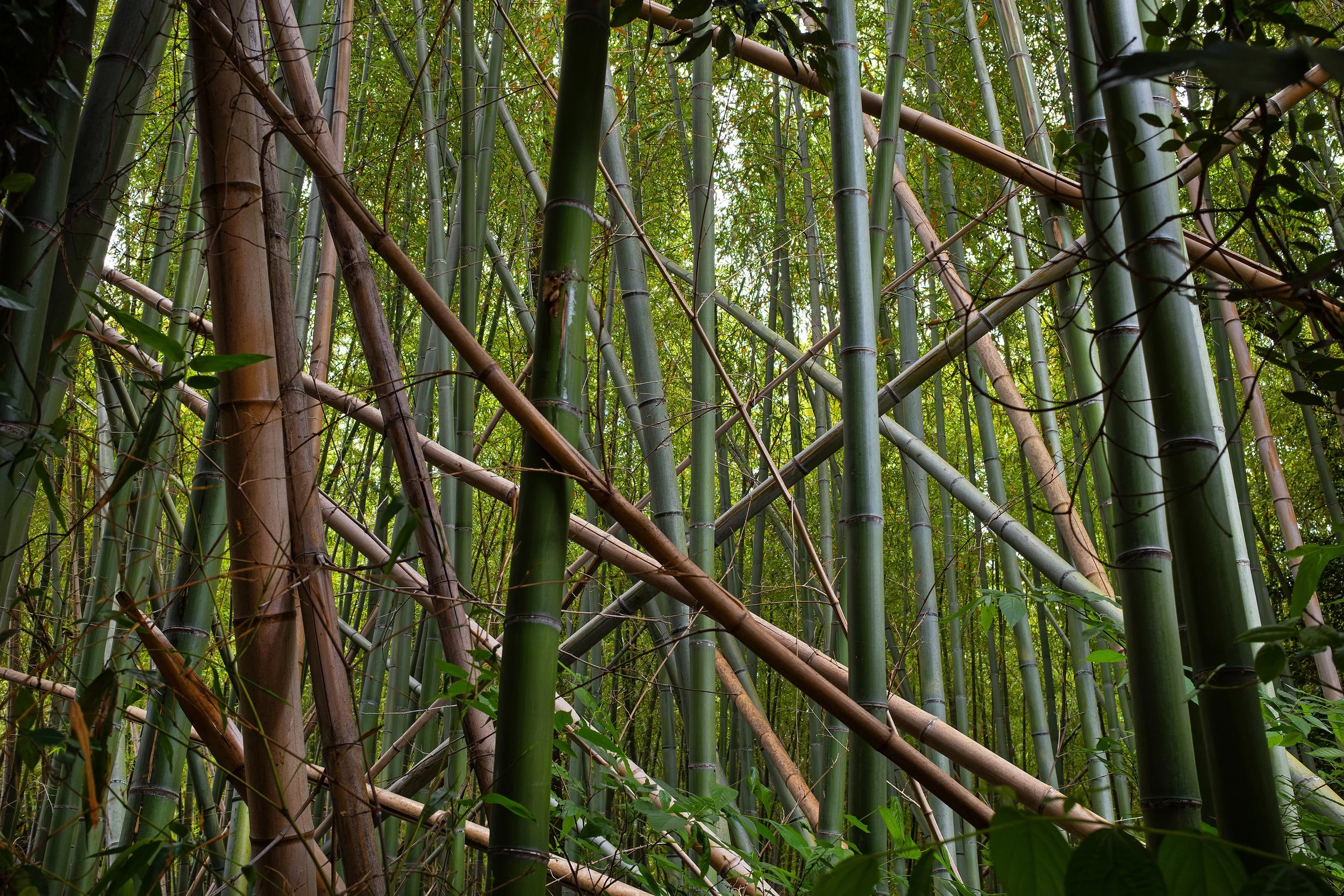 20250602kyoto13.jpg