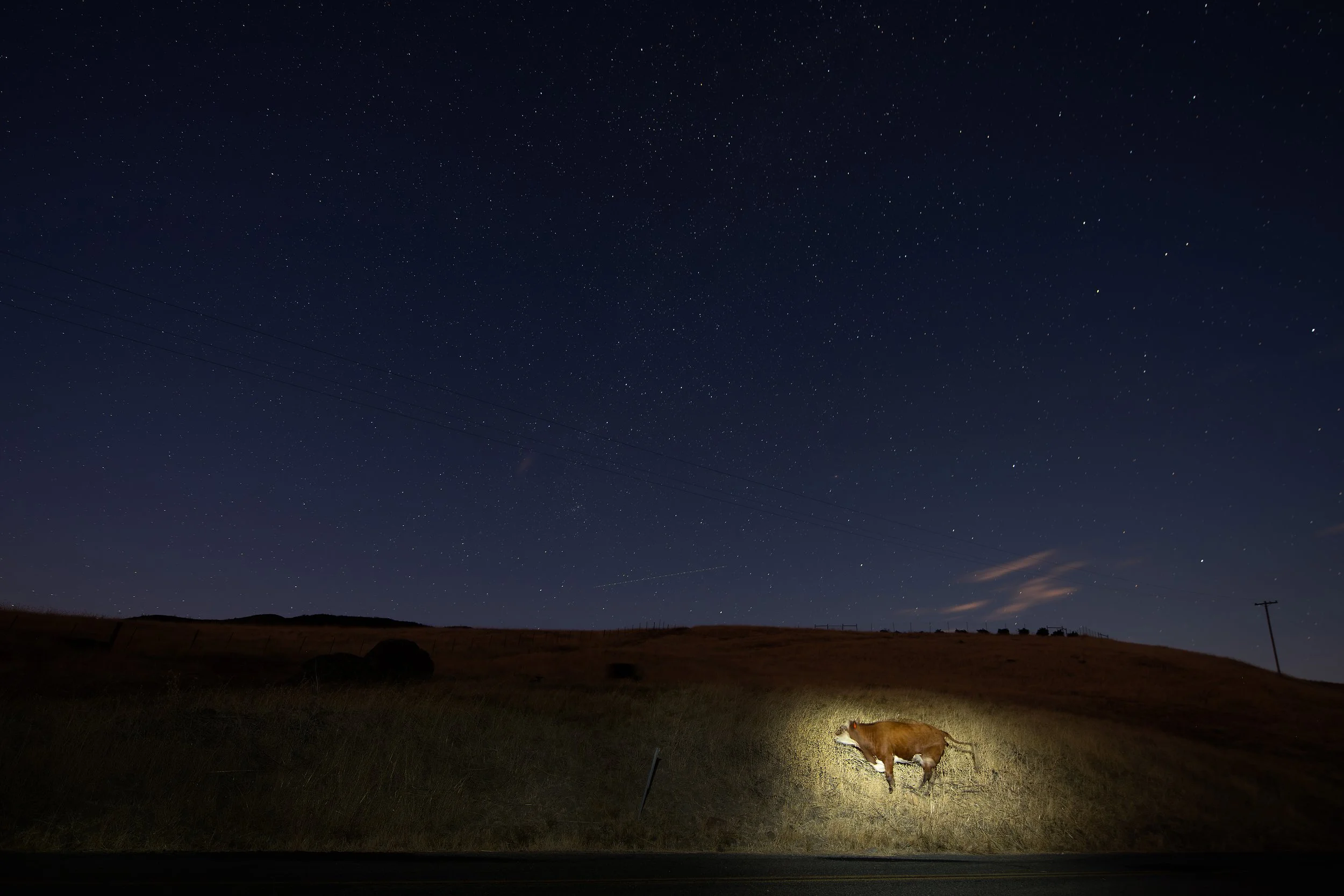 cowstars.jpg