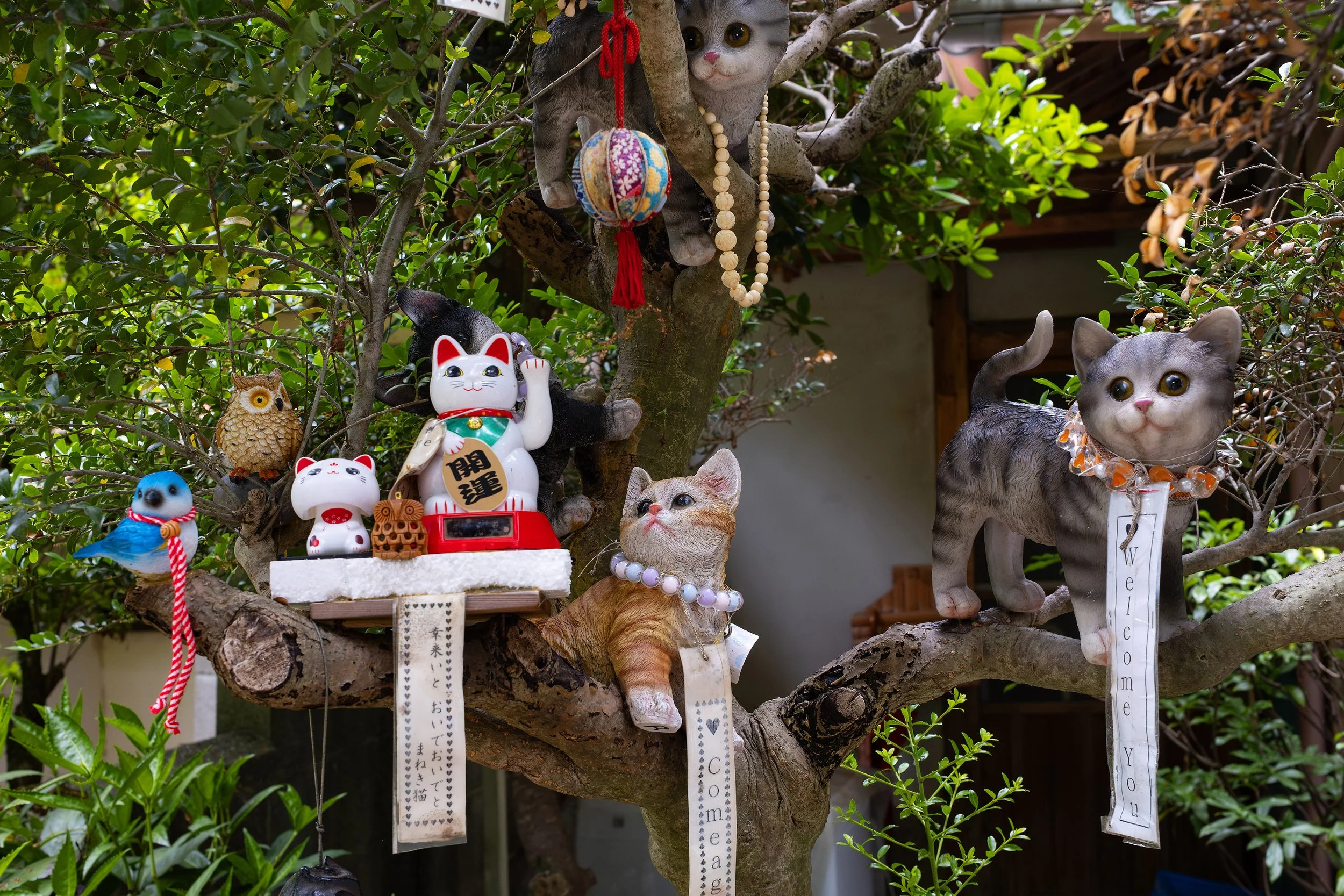 20250602kyoto14.jpg