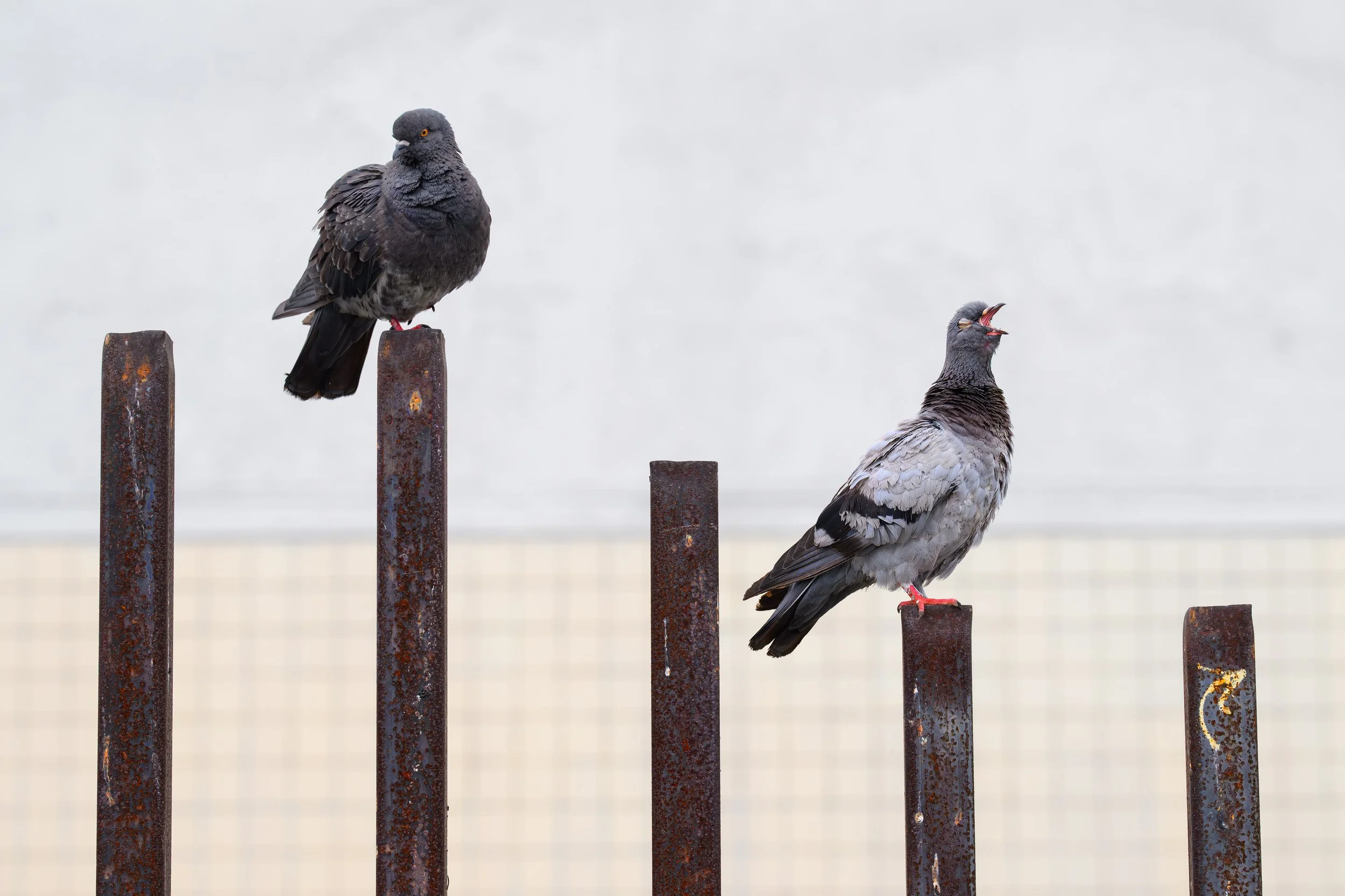EBT-L-CLOPIGEON-0816-01.JPG
