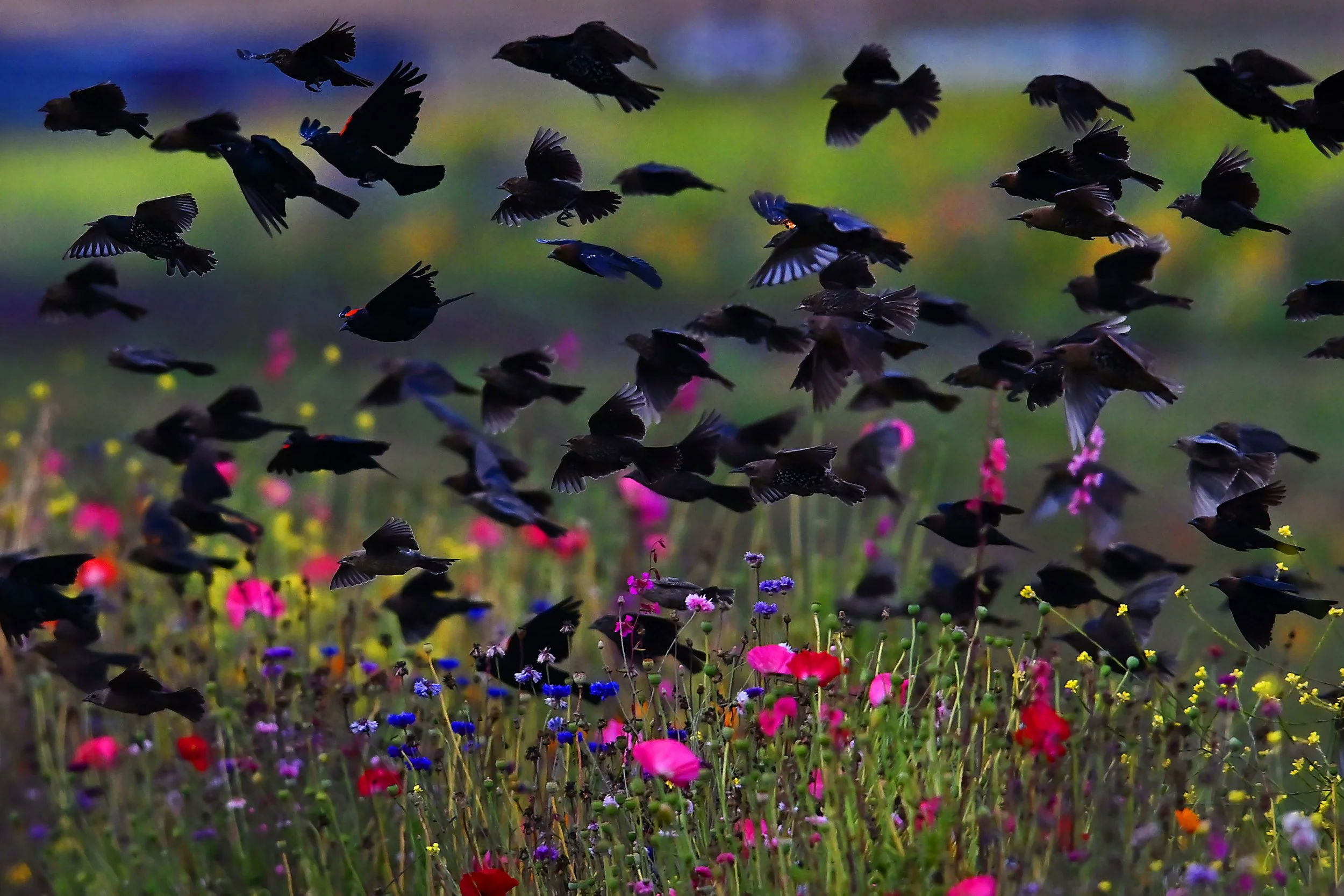 SJM-L-CLOBIRDS-XXXX-01.JPG