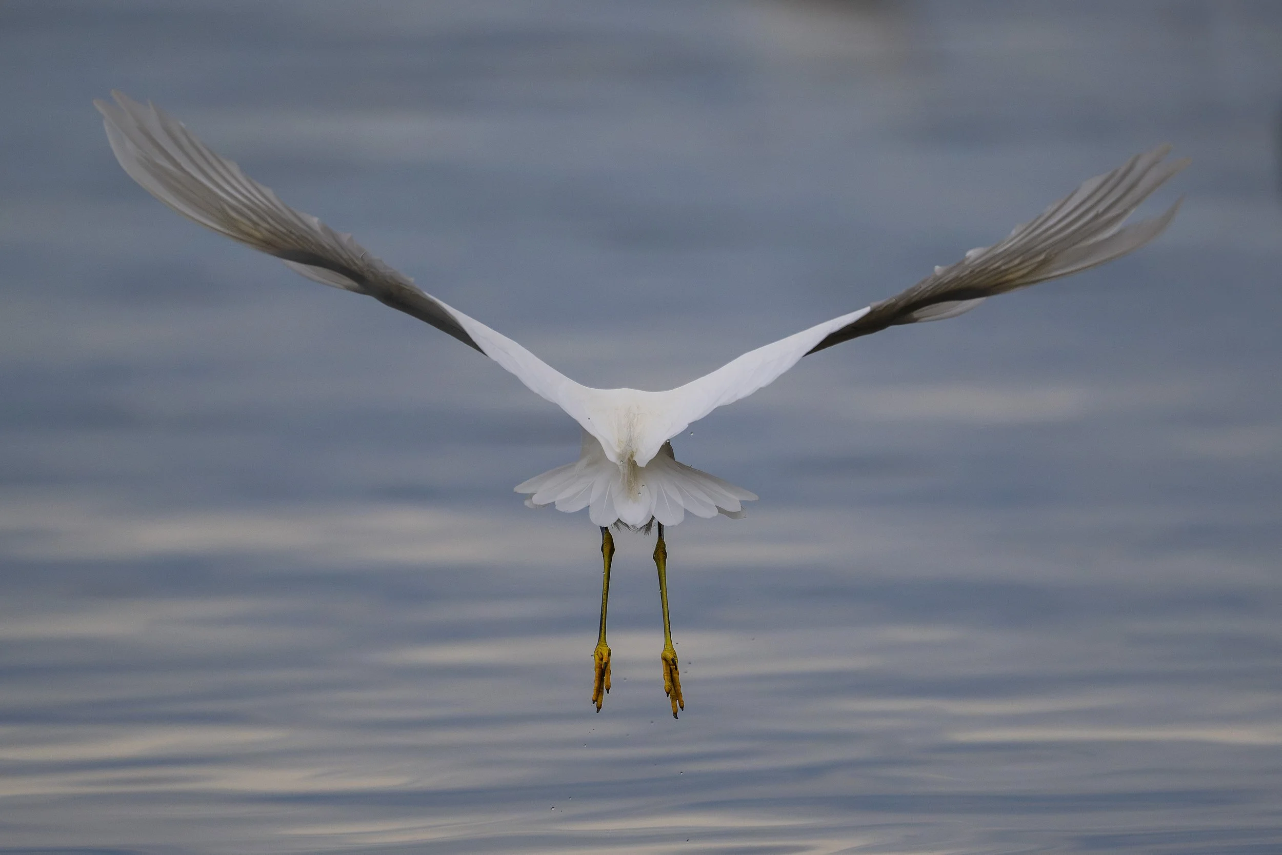 EBT-L-CLOBIRD-1115-03.JPG