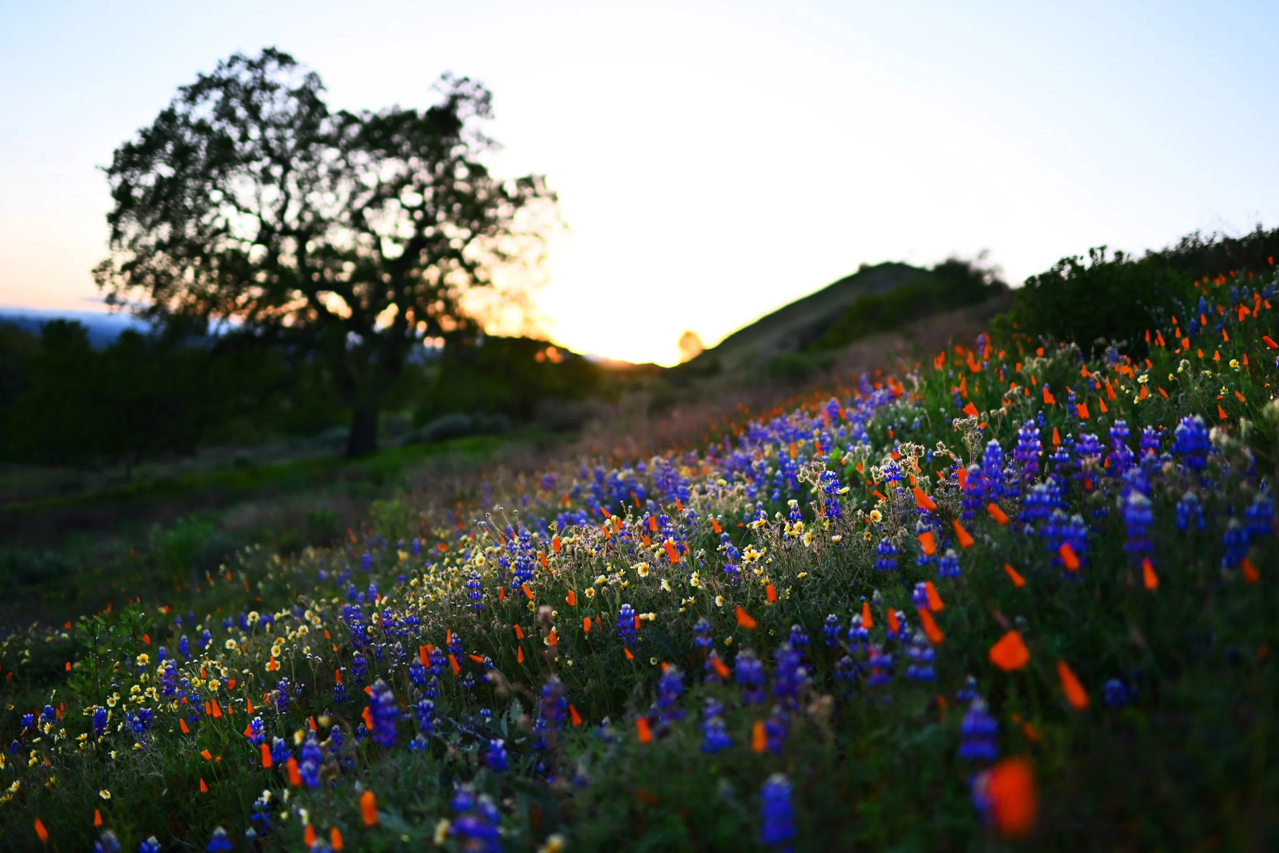 EBT-L-CLOWILDFLOWERS-0411-01.JPG