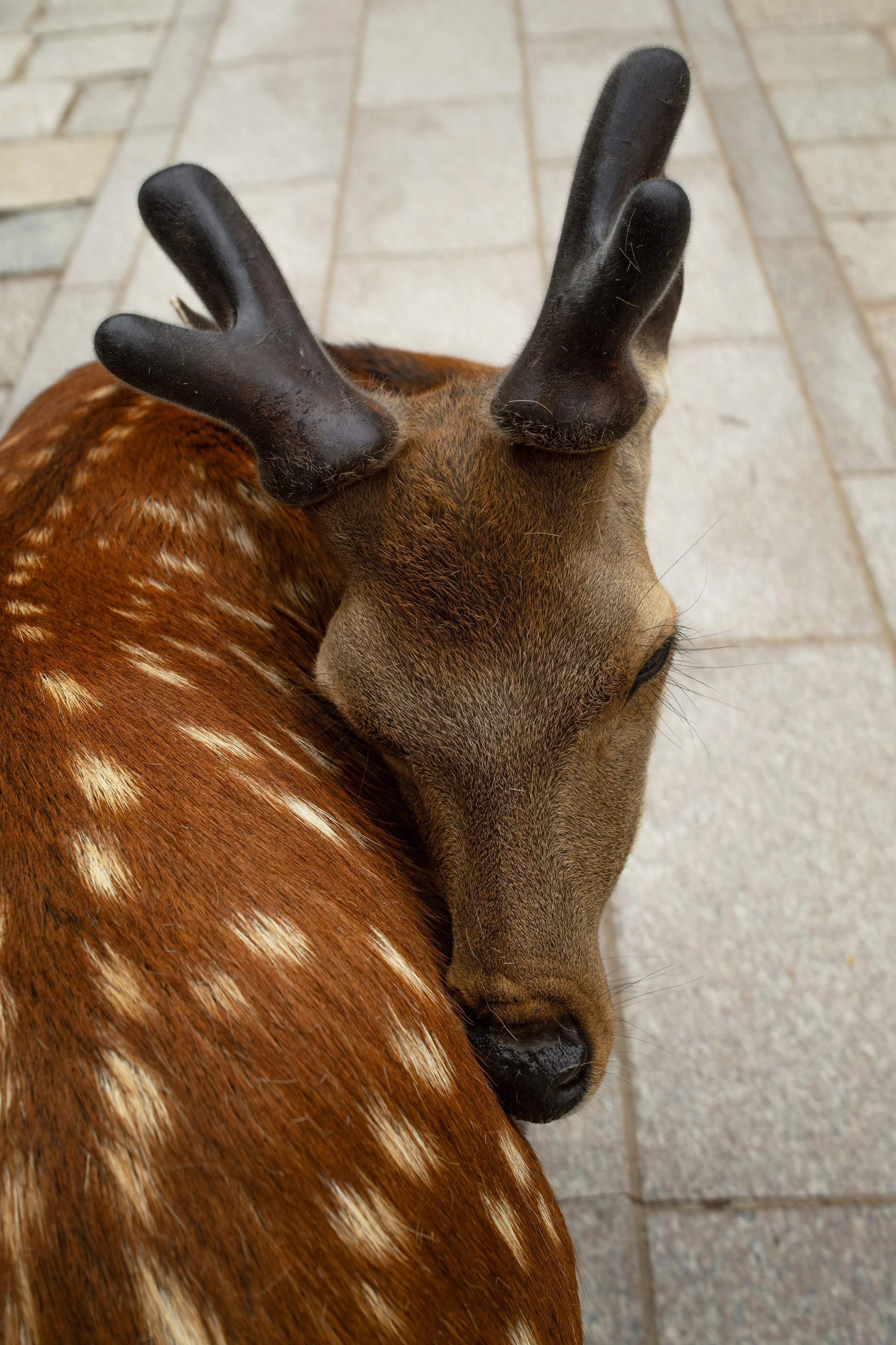 20250604nara06.jpg