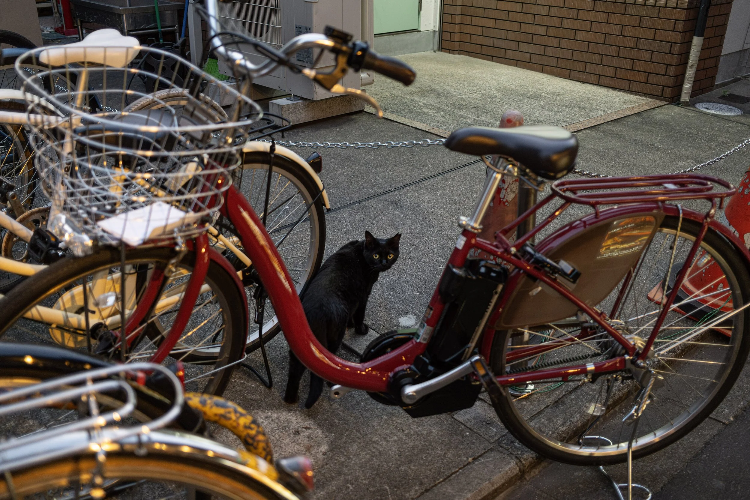 20250601kyoto05.jpg