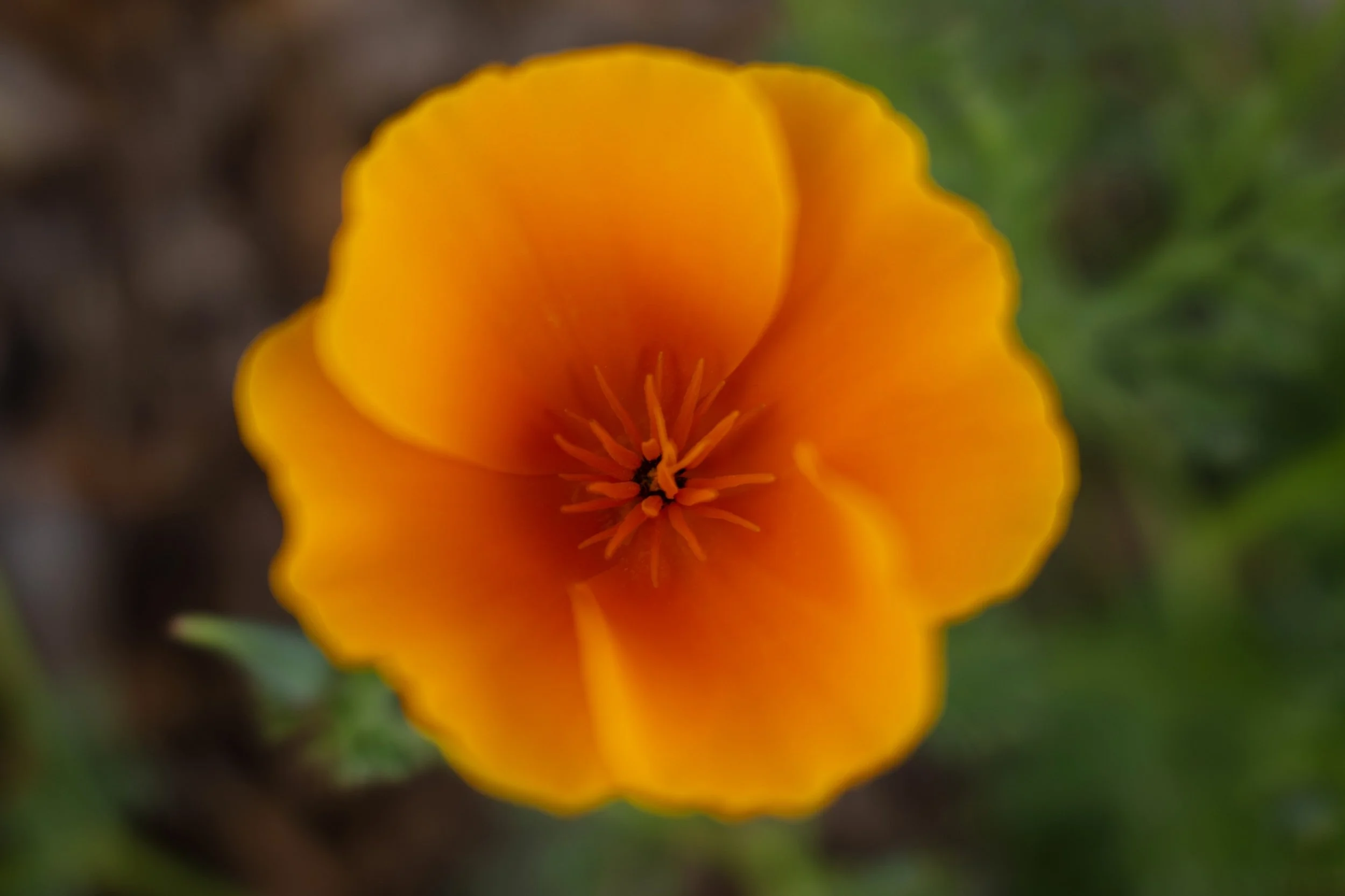 EBT-L-CLOROSE-0428-03.jpg