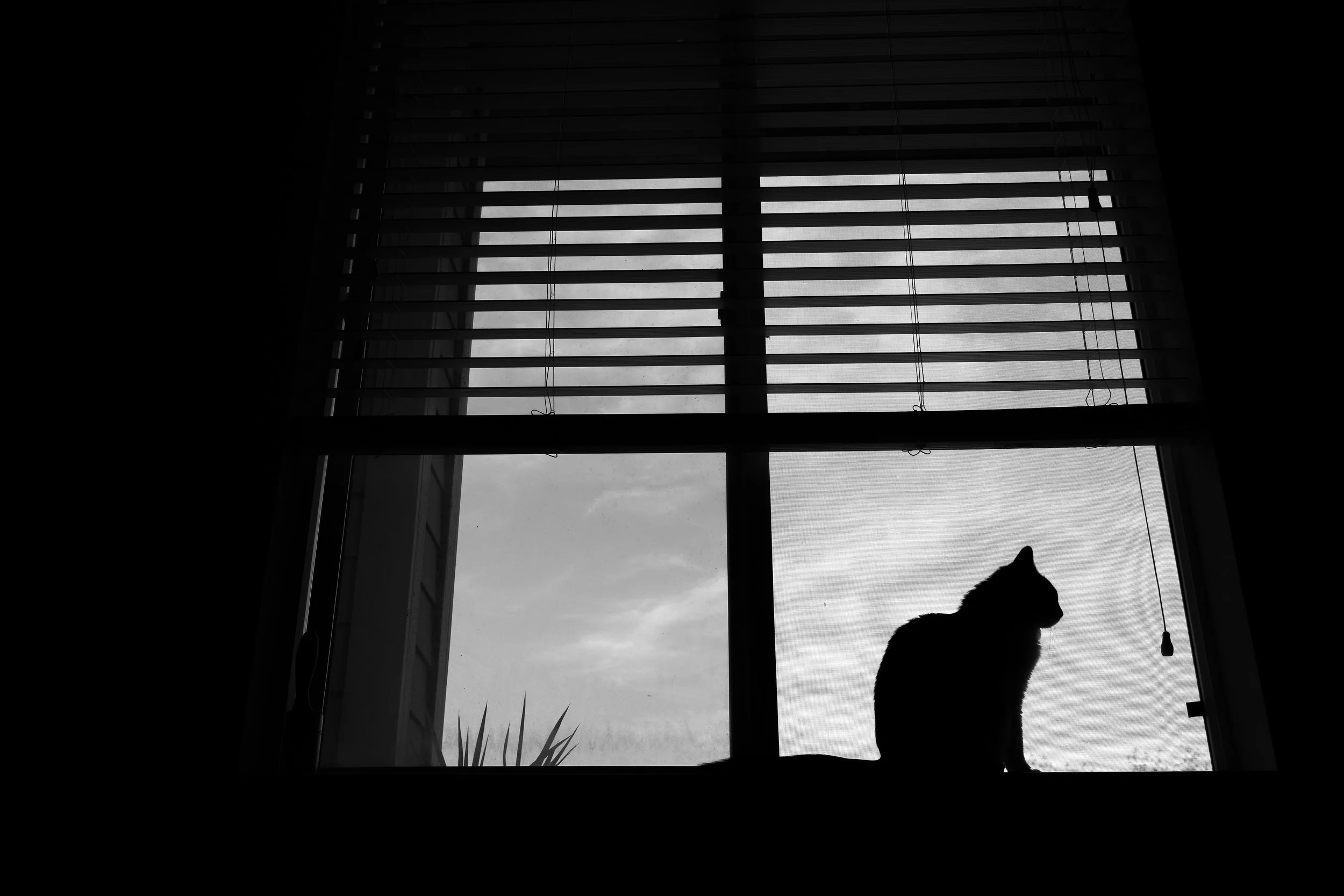 tuxiewindow.jpg