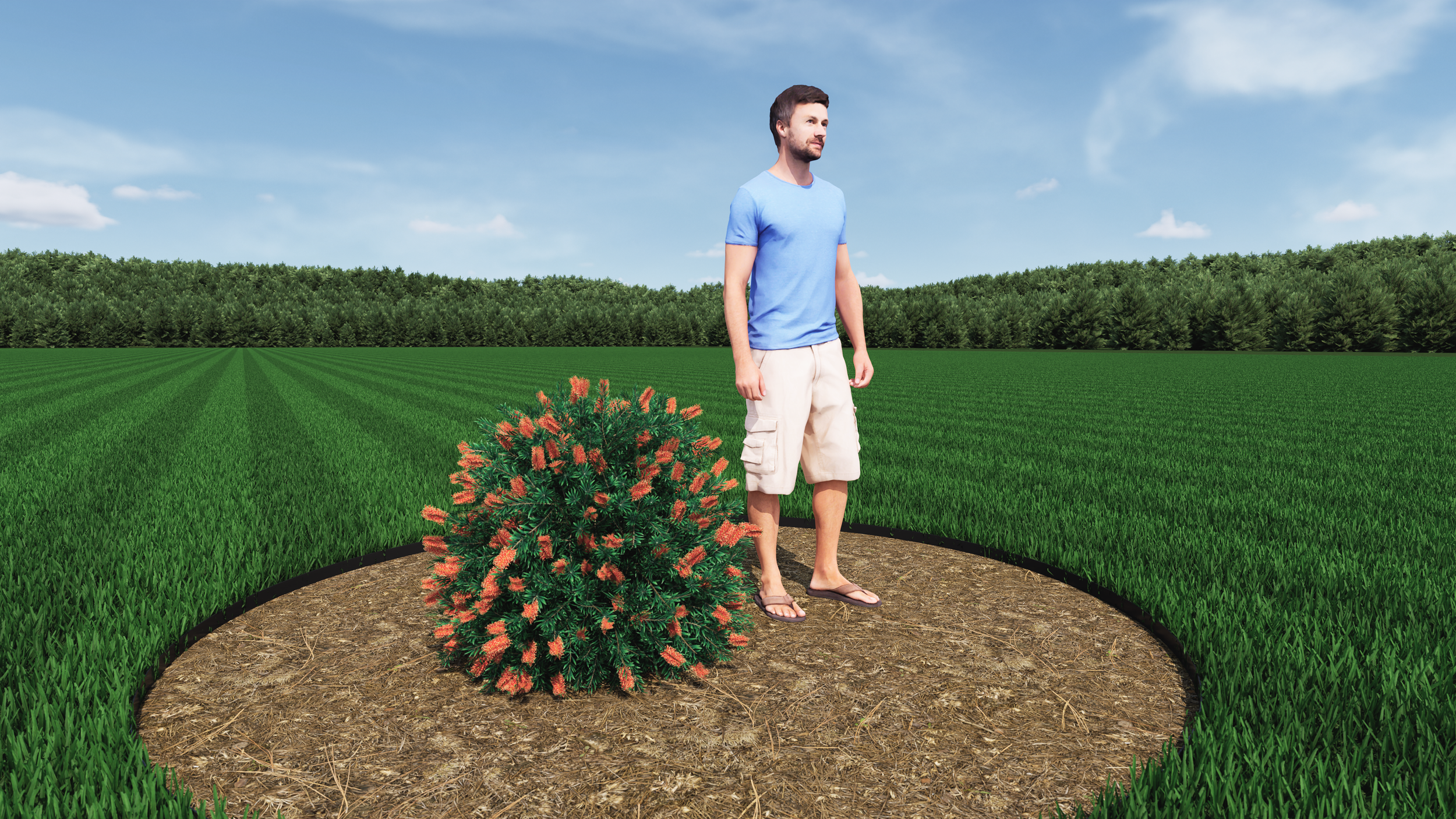 Little John Dwarf Bottlebrush