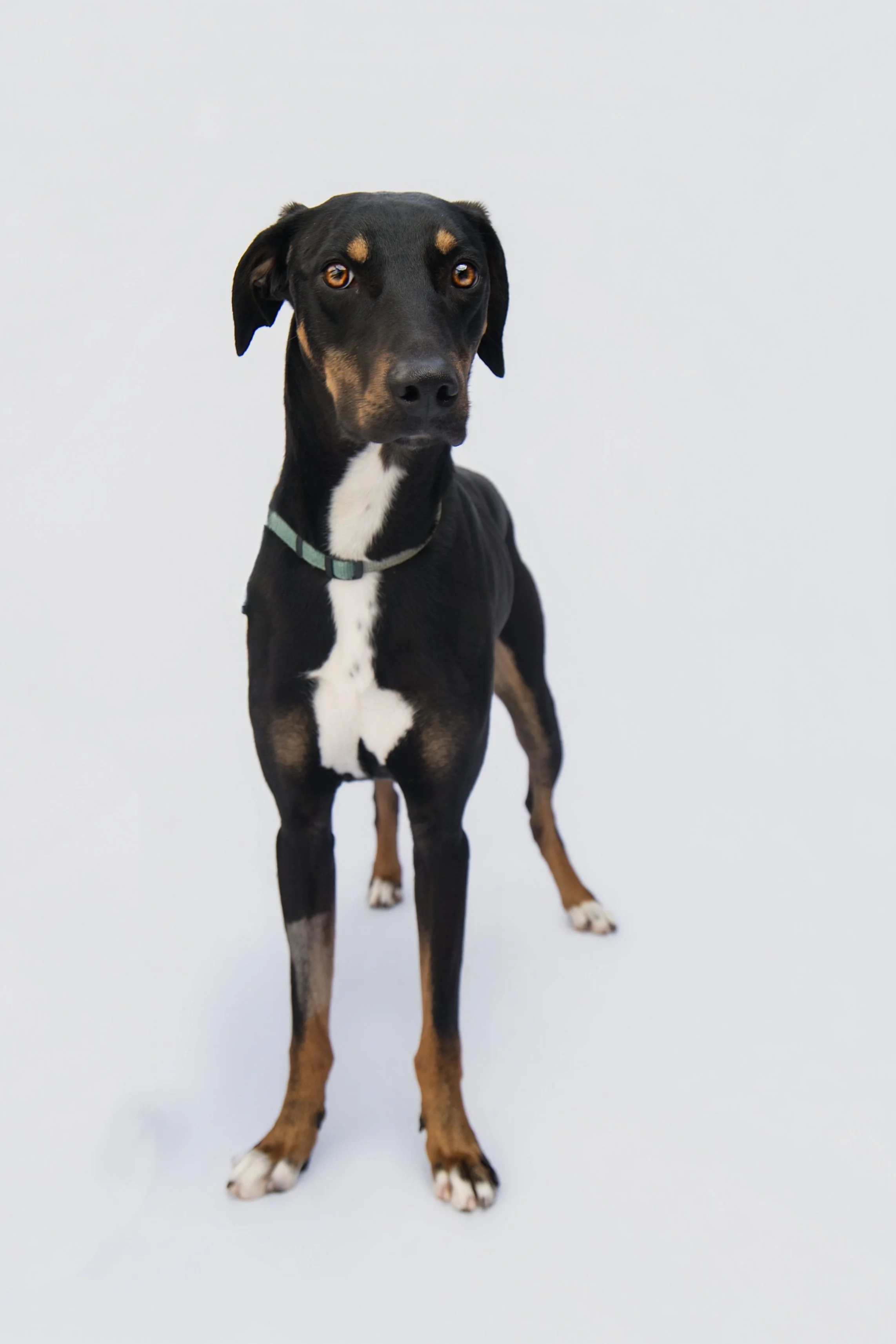 ©Headshot Collective_-20_Leash Removal.jpg