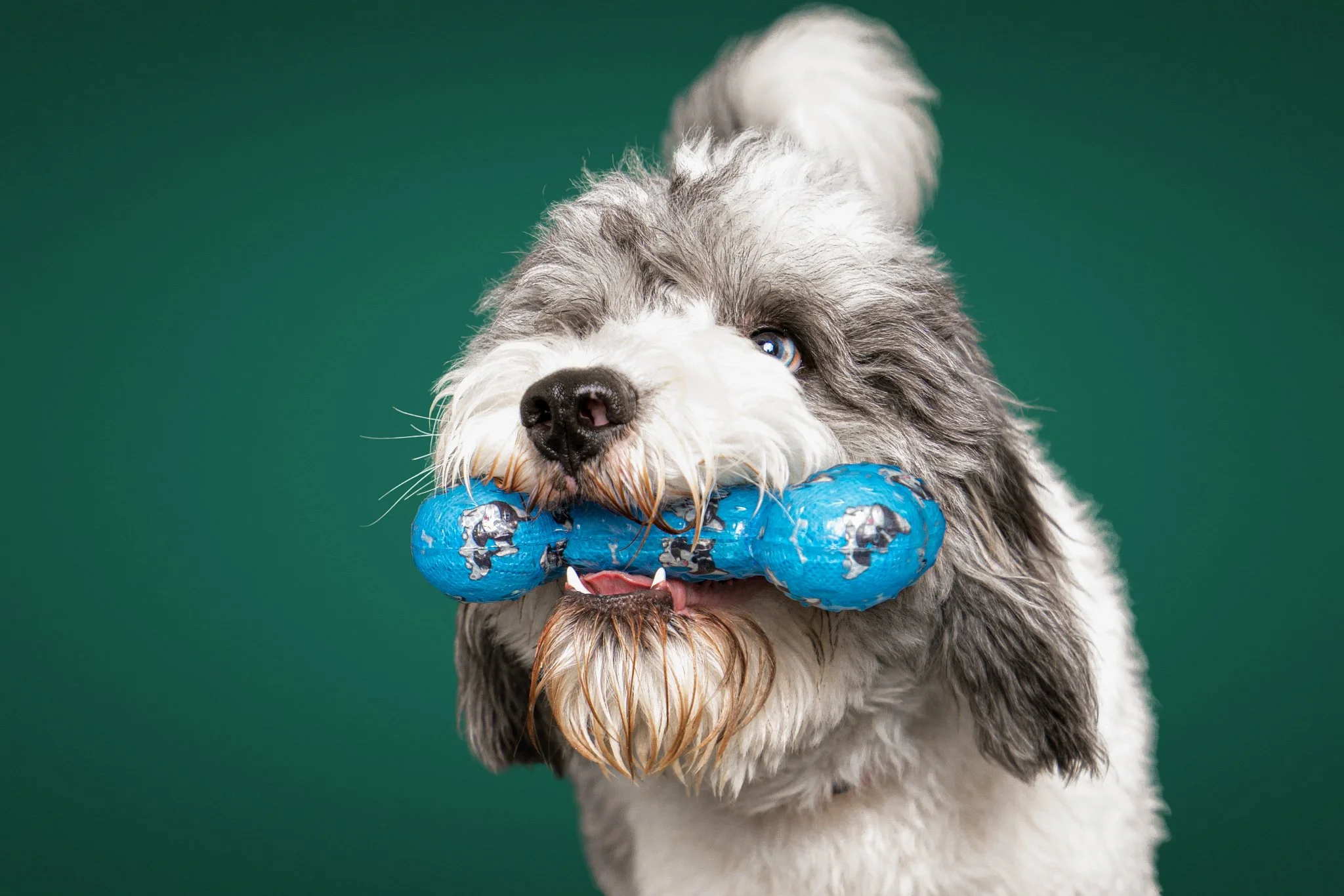 A fluffy dog holding a blue chew toy in its mouth, with a green background.