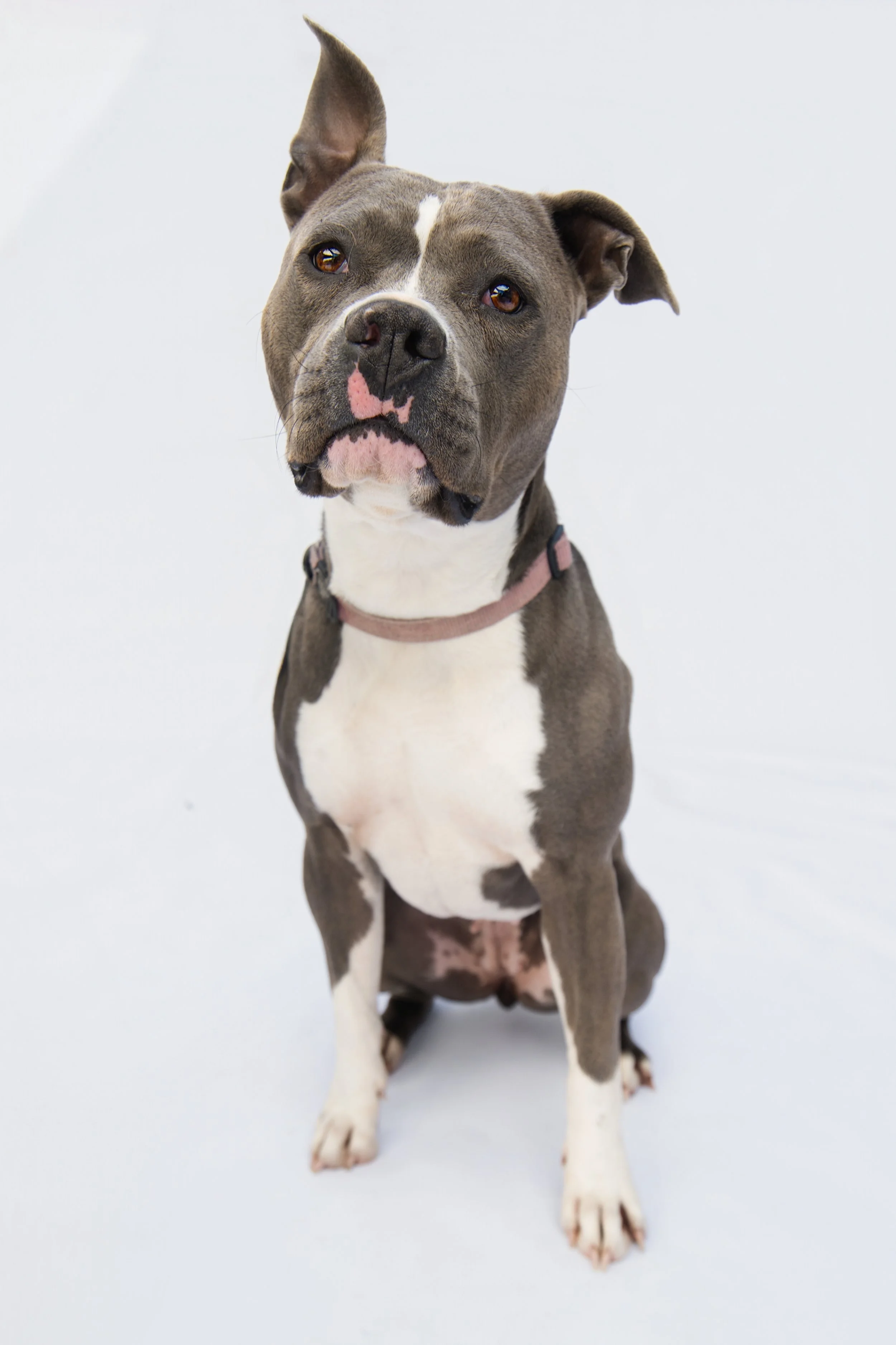 ©Headshot Collective_-11_Leash Removal.jpg