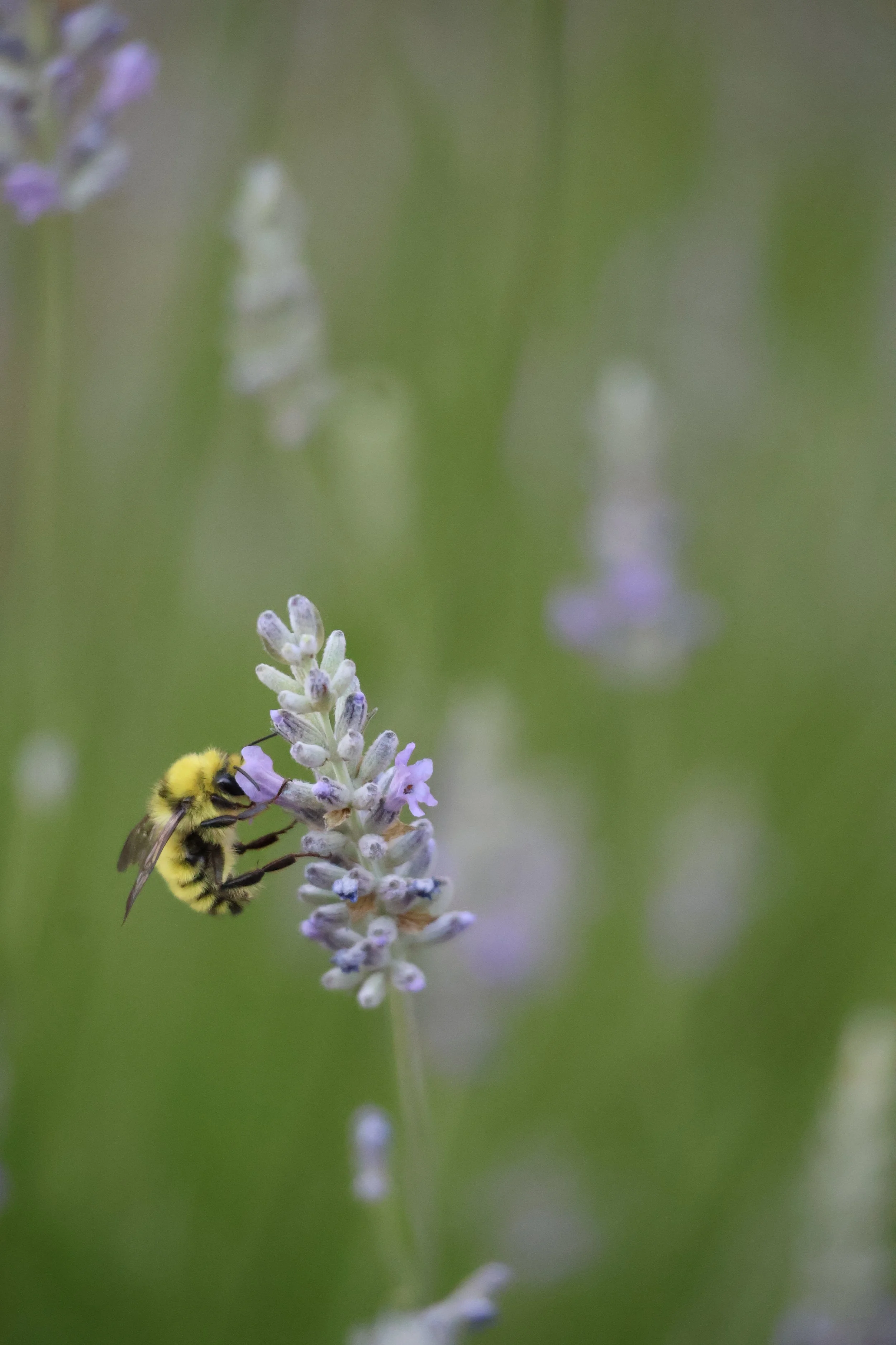 Close-up of a bee collecting nectar from a light purple flower on a tall, thin plant with a green blurred background.