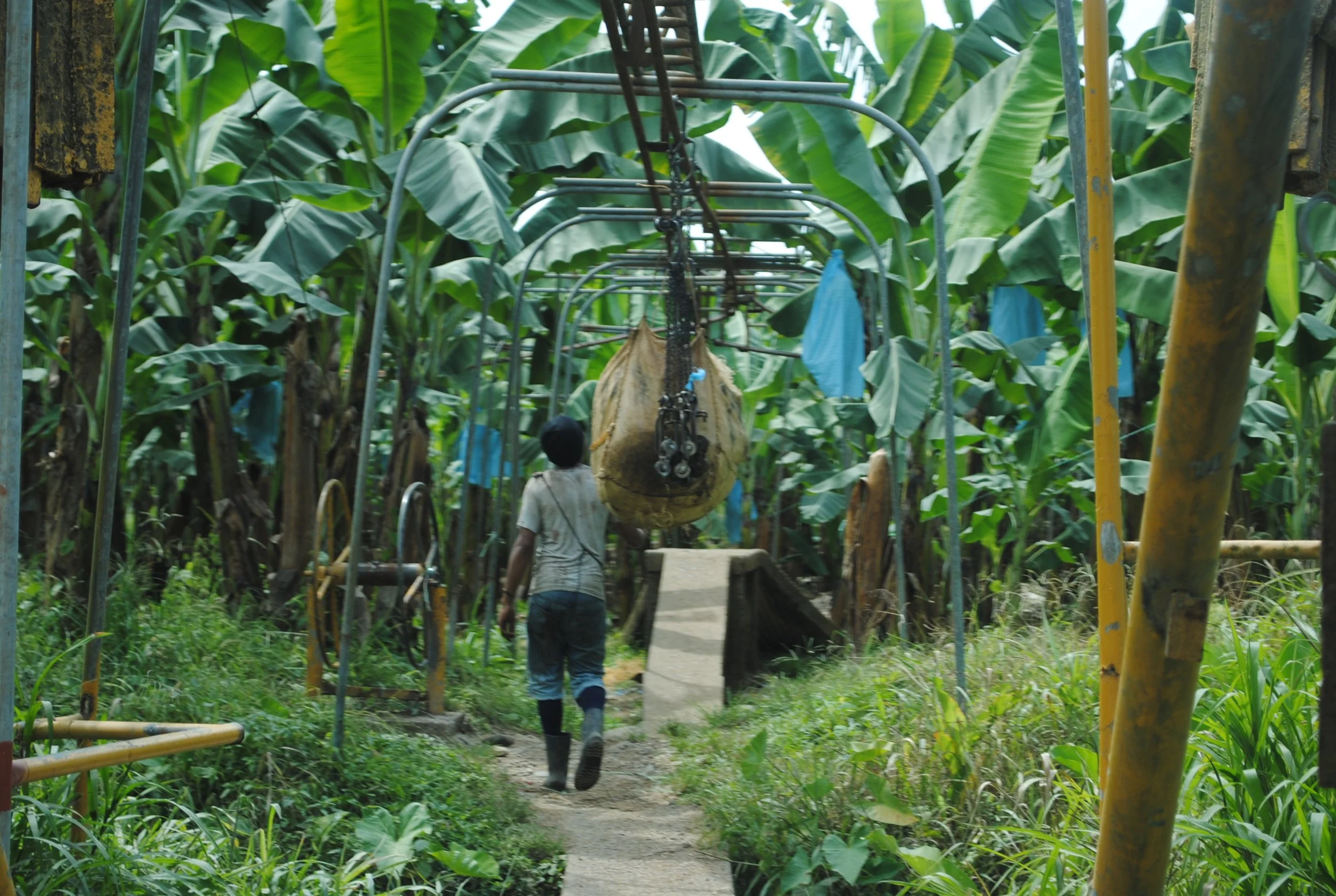 the-banana-worker_7598506414_o.jpg