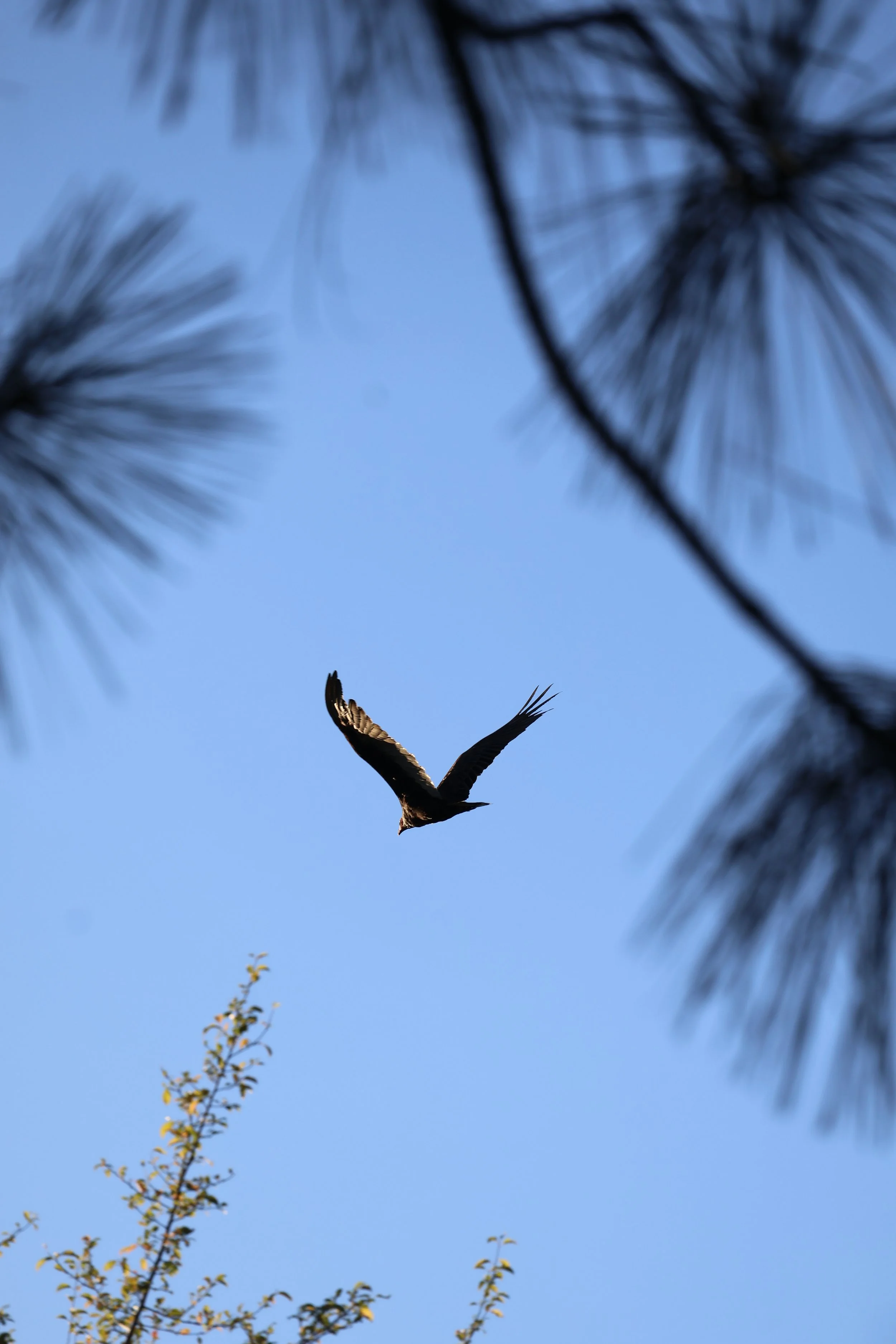 A bird soaring in a clear blue sky, framed by dark pine tree branches and a small leafy tree below.