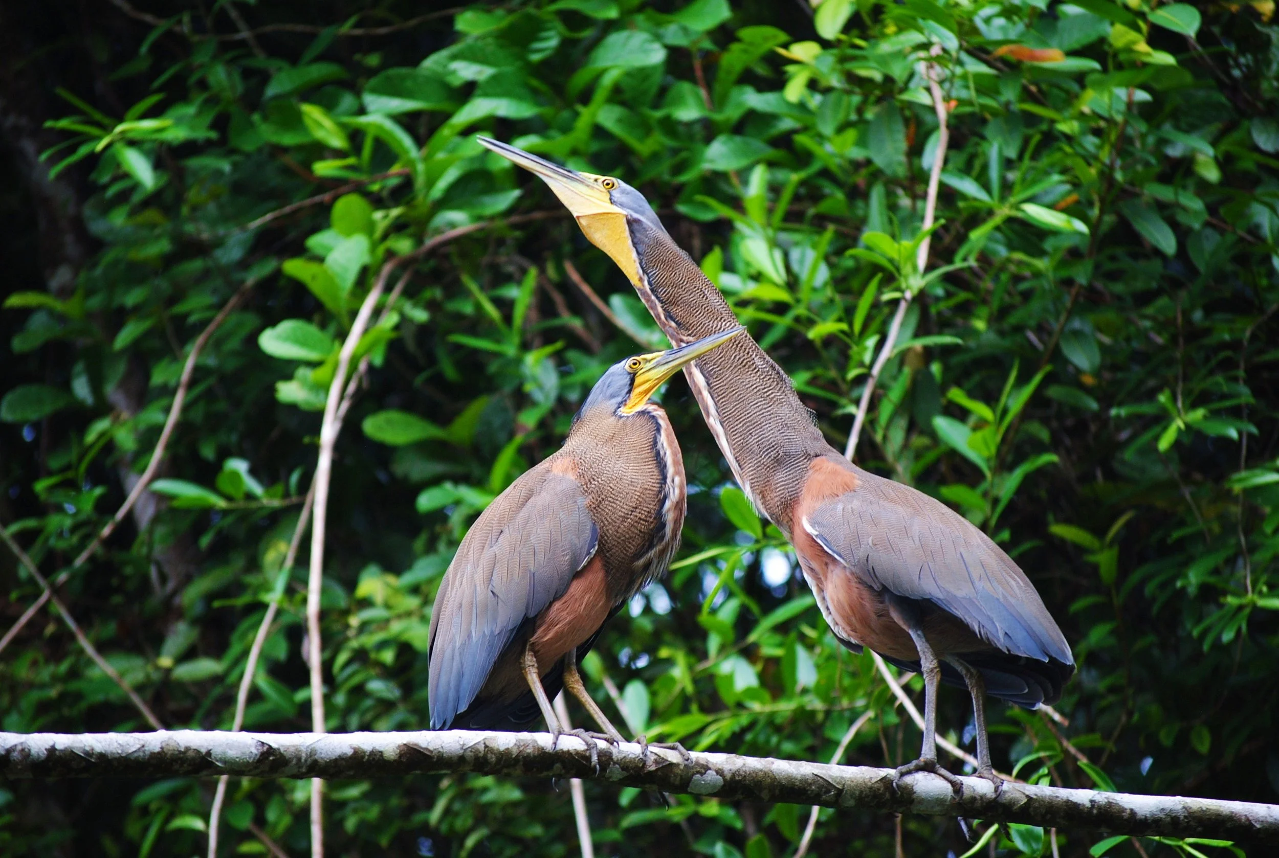 mating_7598502970_o.jpg