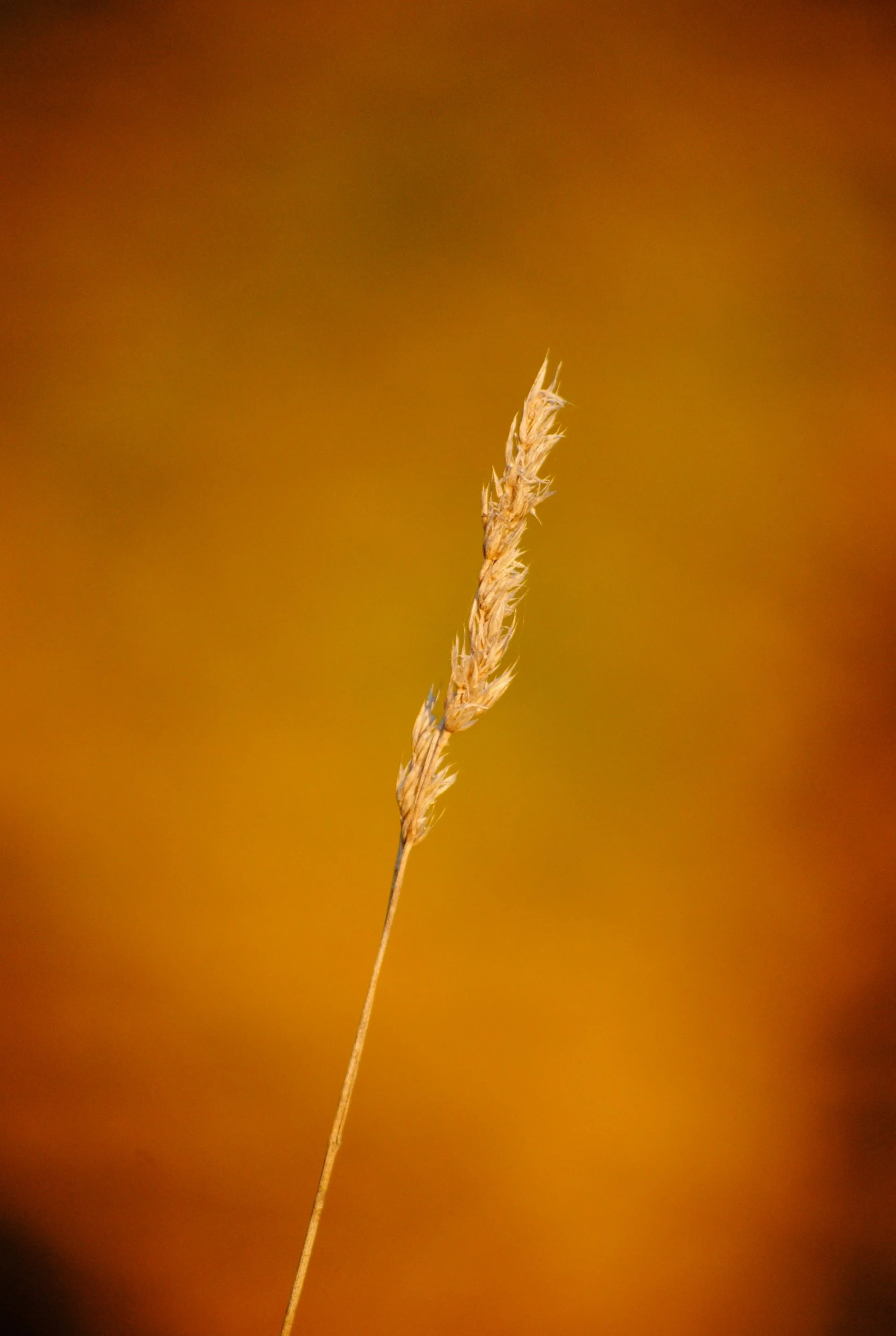 focus_10282137113_o.jpg
