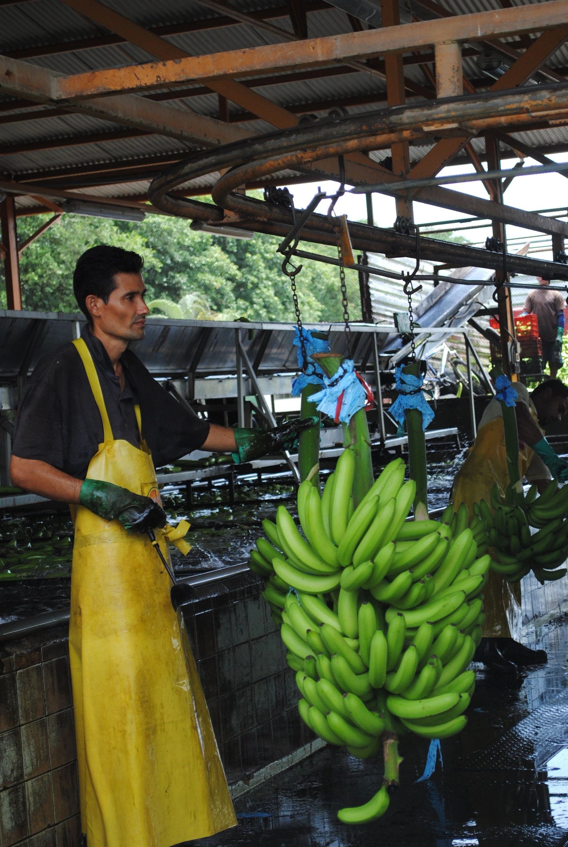 worker-of-a-banana-plantation_7598501452_o.jpg