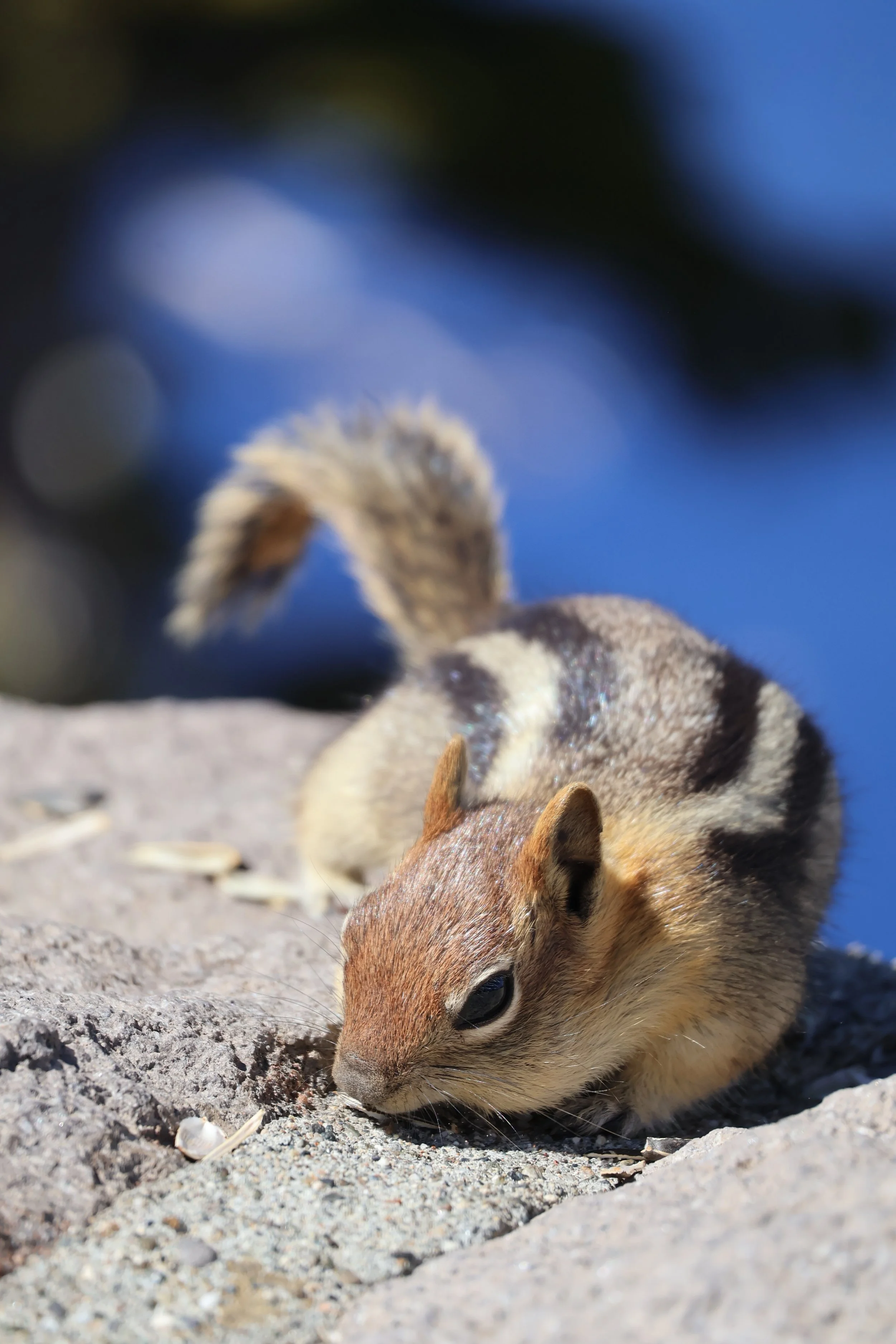 Two small chipmunks on a sandy beach, with one digging and the other looking down towards the sand.