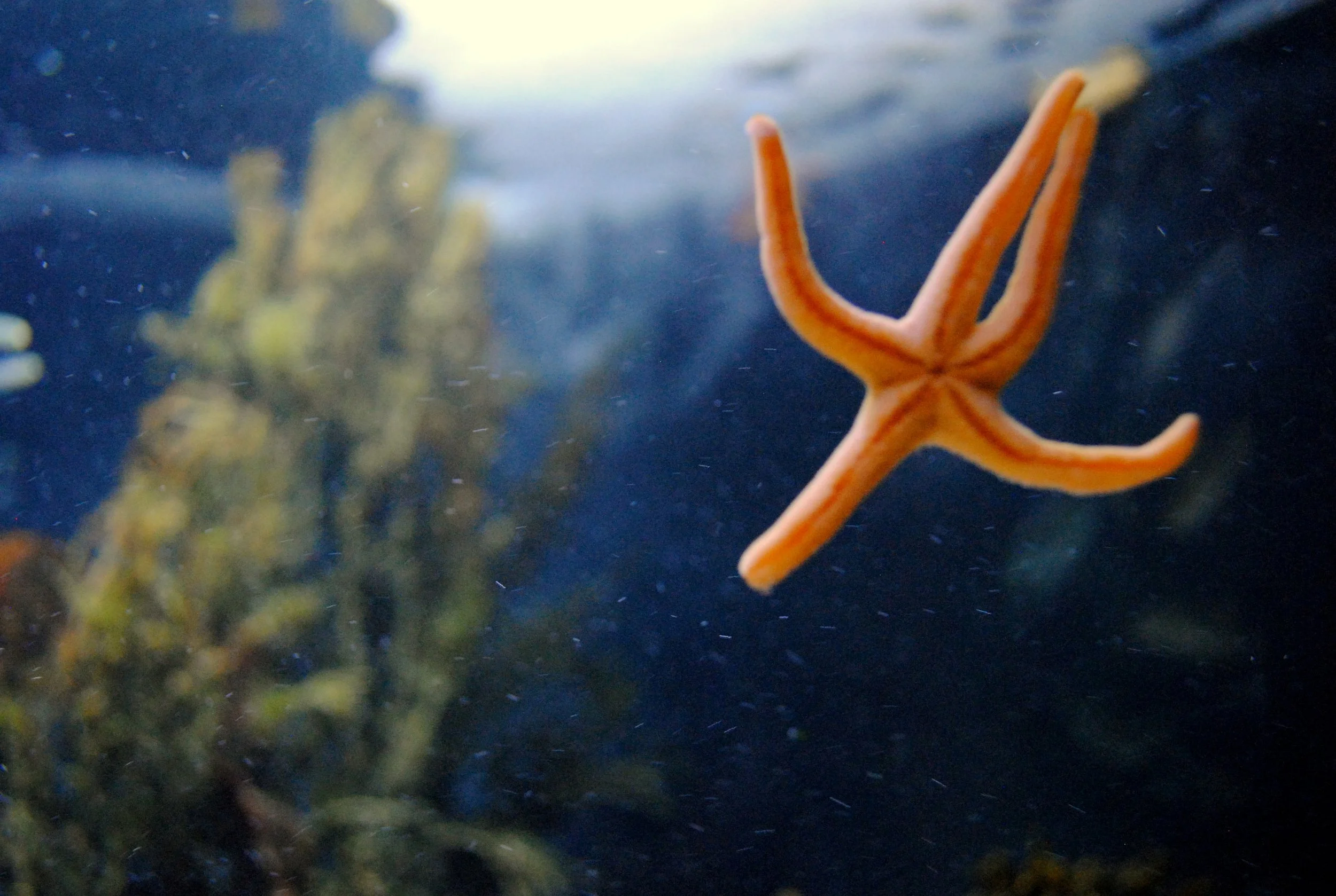 starfish_11618438445_o.jpg