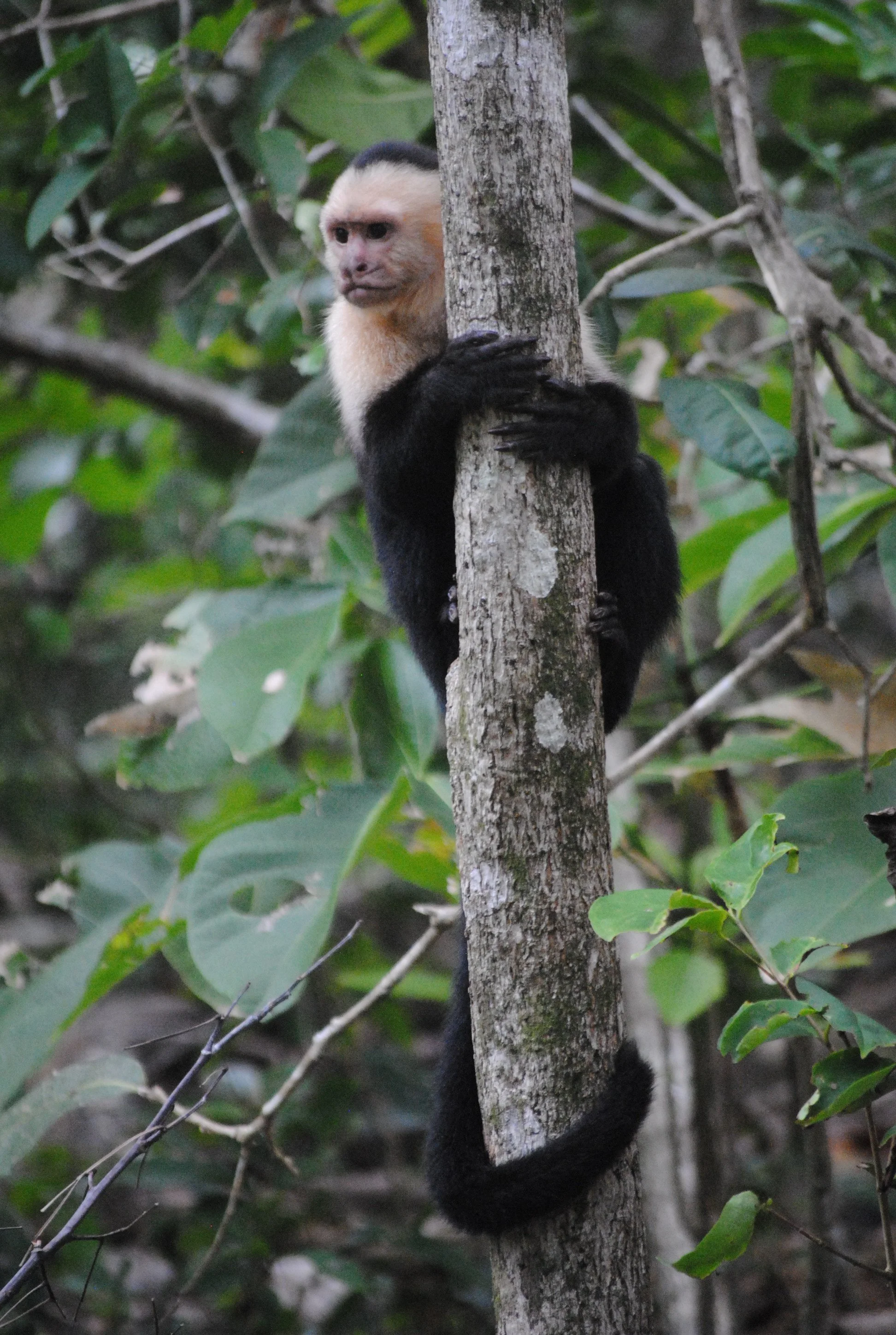 monkeyn-around_7598497068_o.jpg