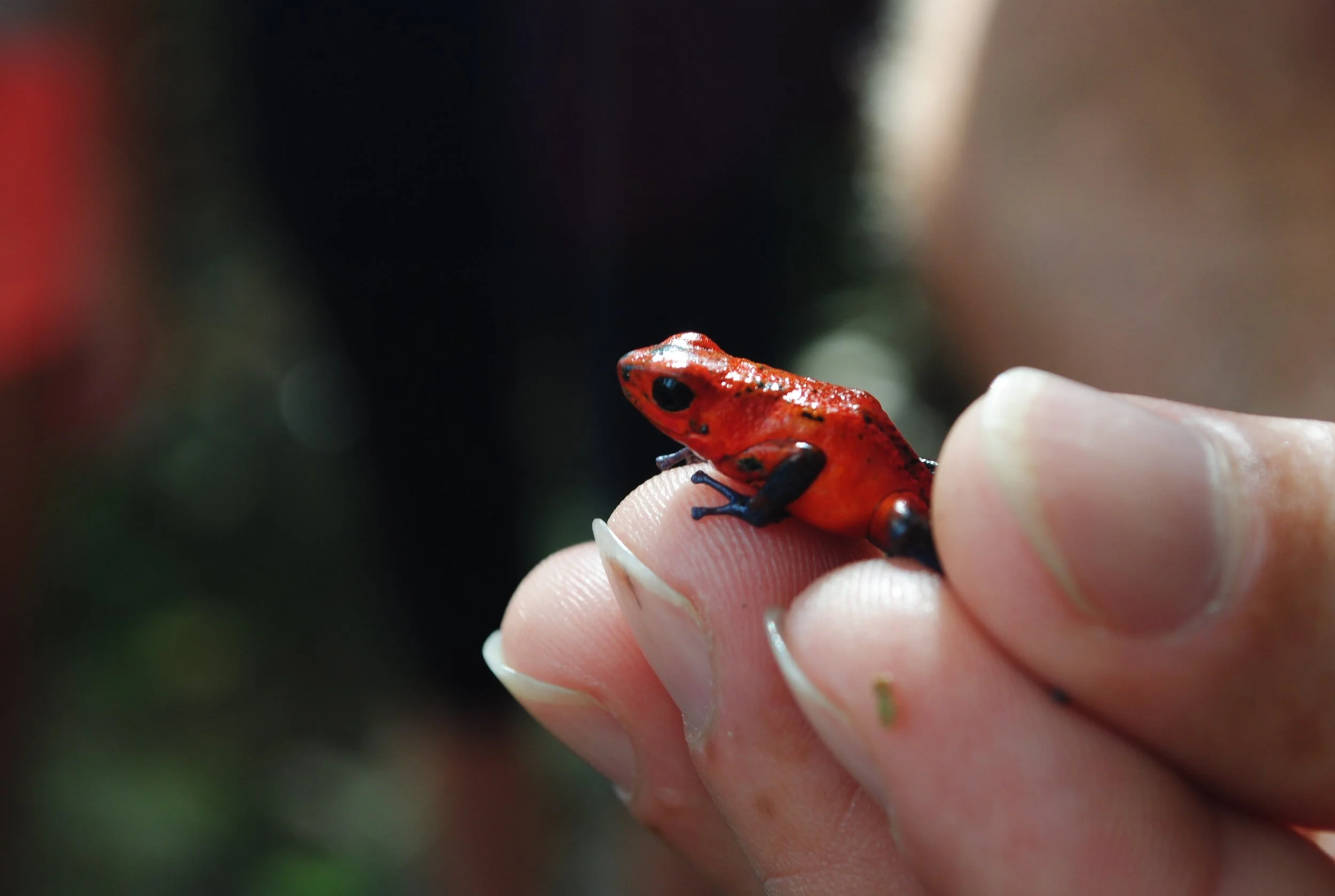 so-little-but-so-poisonous_7598506760_o.jpg