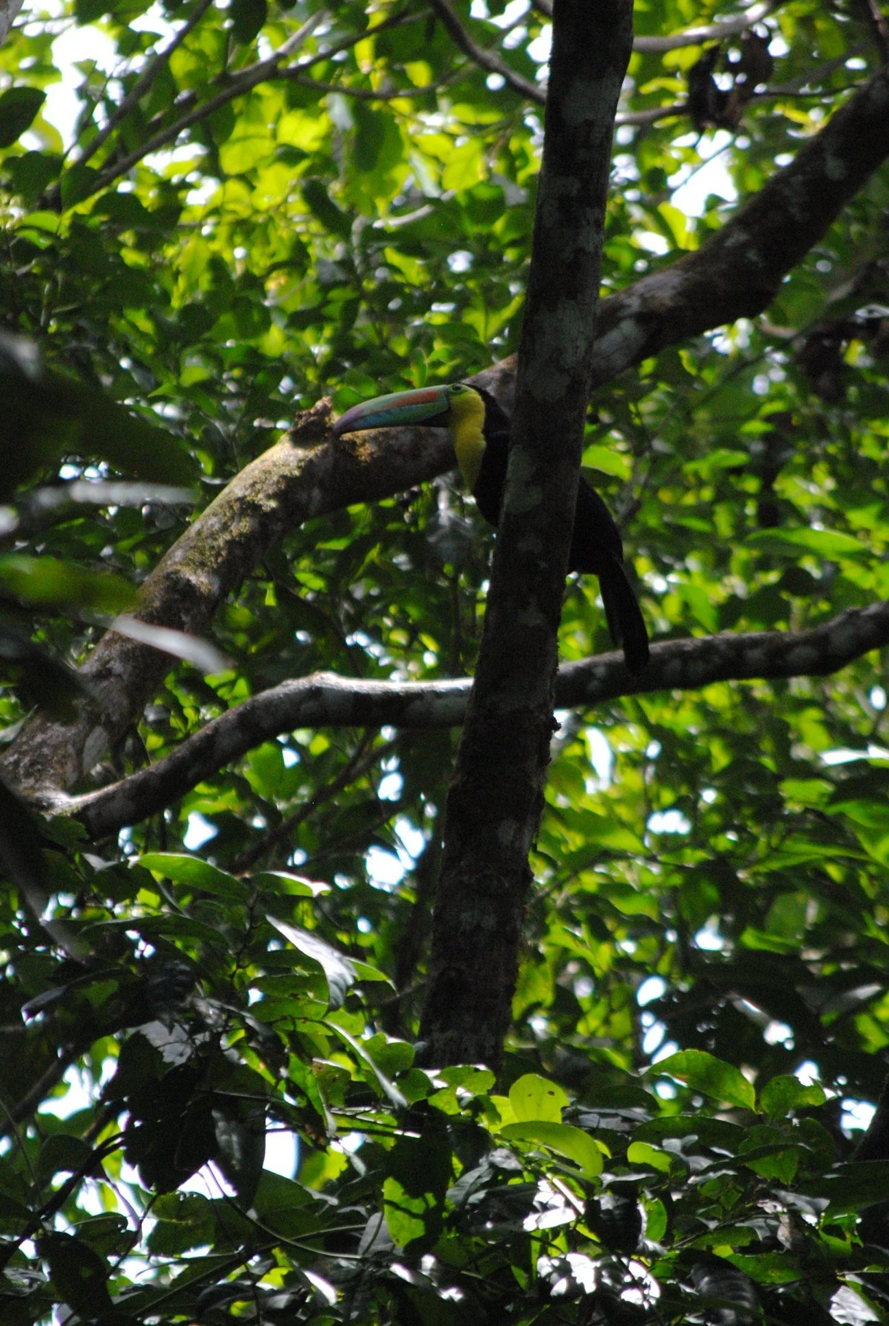 toucan-sam_7598502196_o.jpg