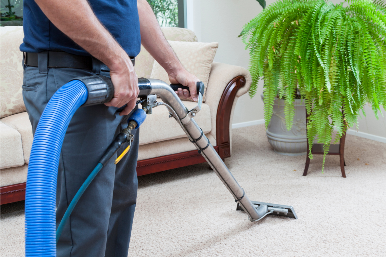 Person using a carpet cleaning machine in a living room with a beige sofa and a large potted fern.