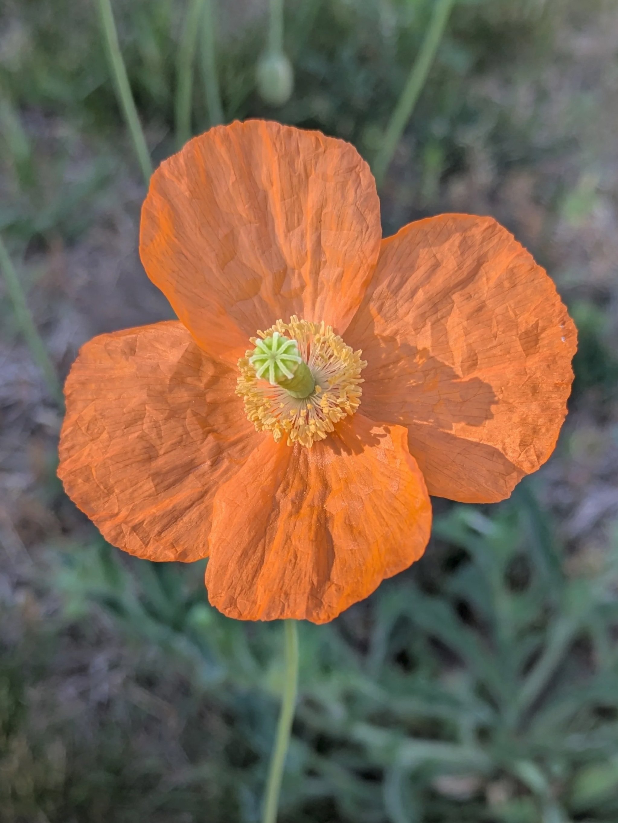 Orange Poppies, College Reunion and Matisse