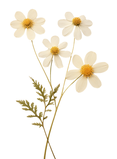 Four white daisies with yellow centers and green leaves.