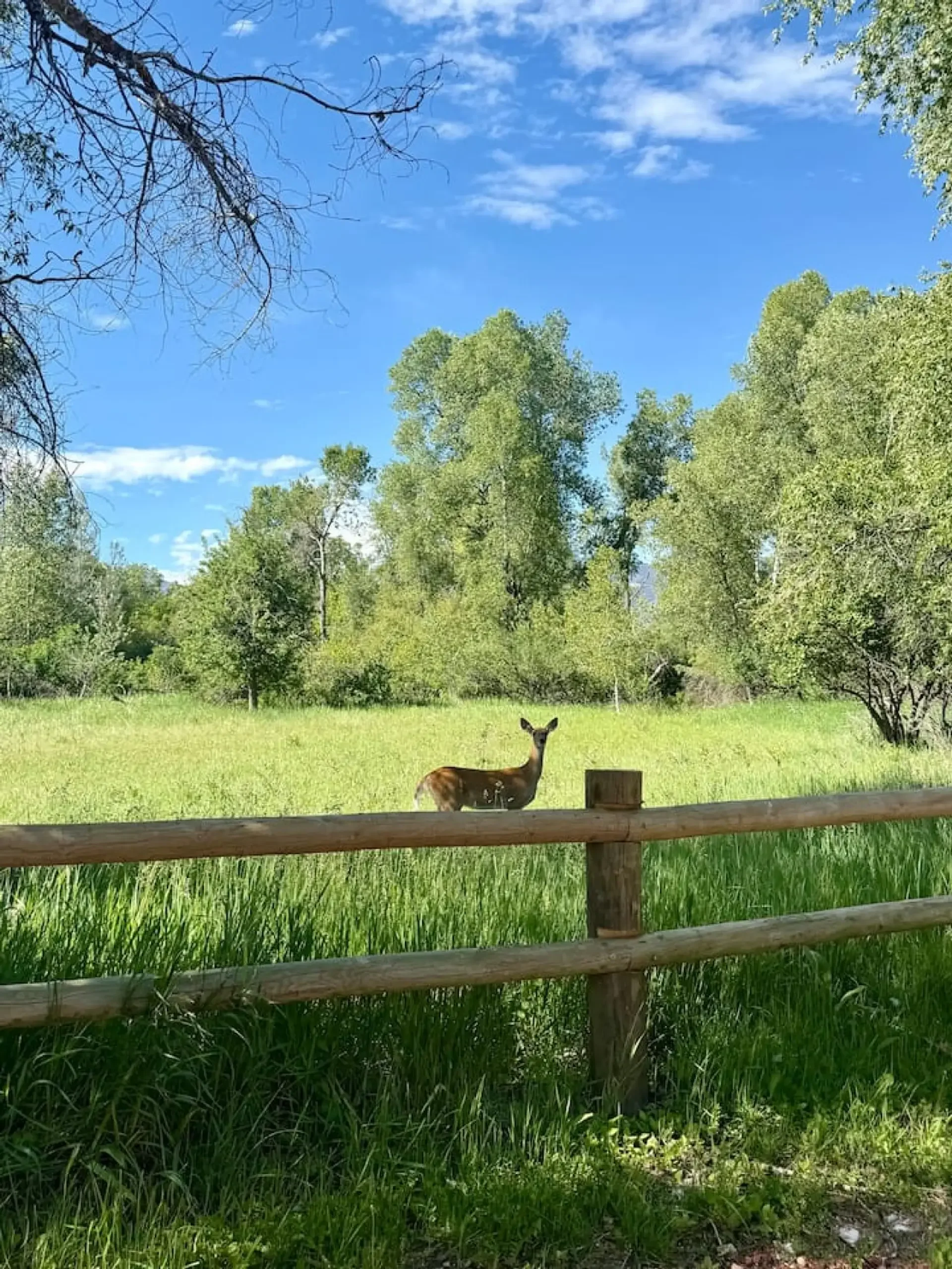 Tongue River Cottage 22.webp