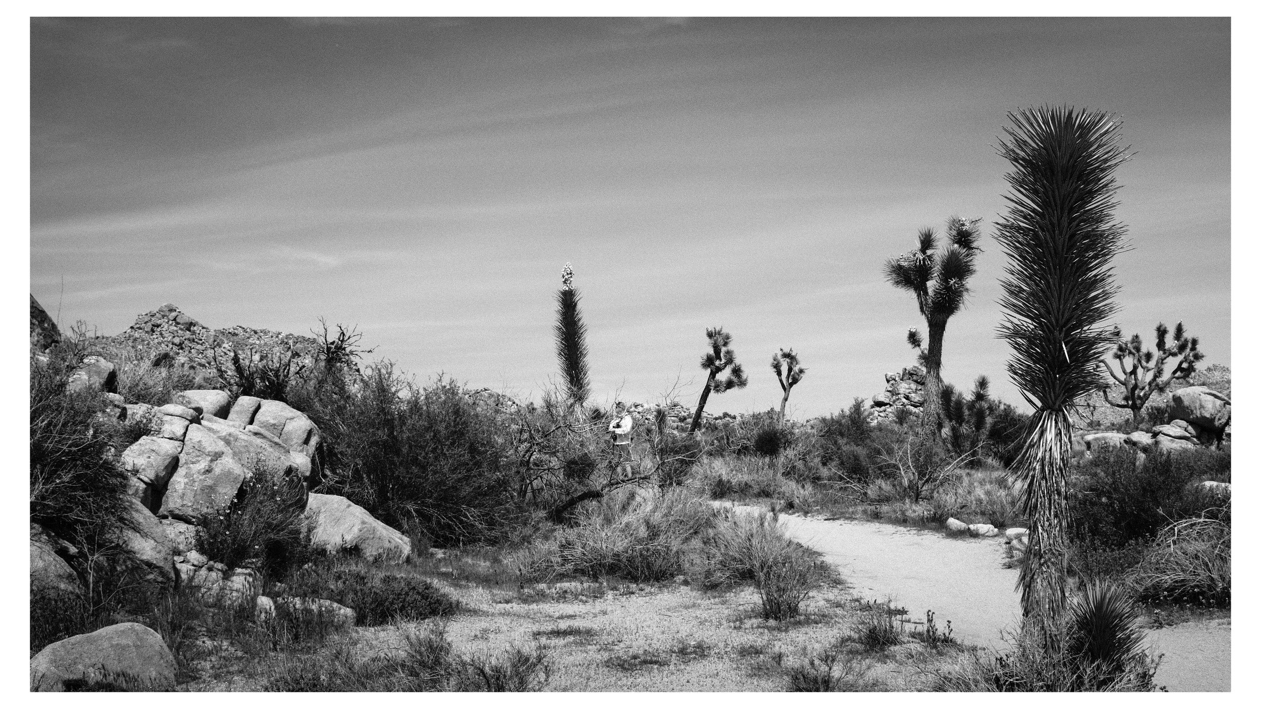 Black and white photograph of a desert landscape with rocks, shrubs, and tall Joshua trees under a cloudy sky.