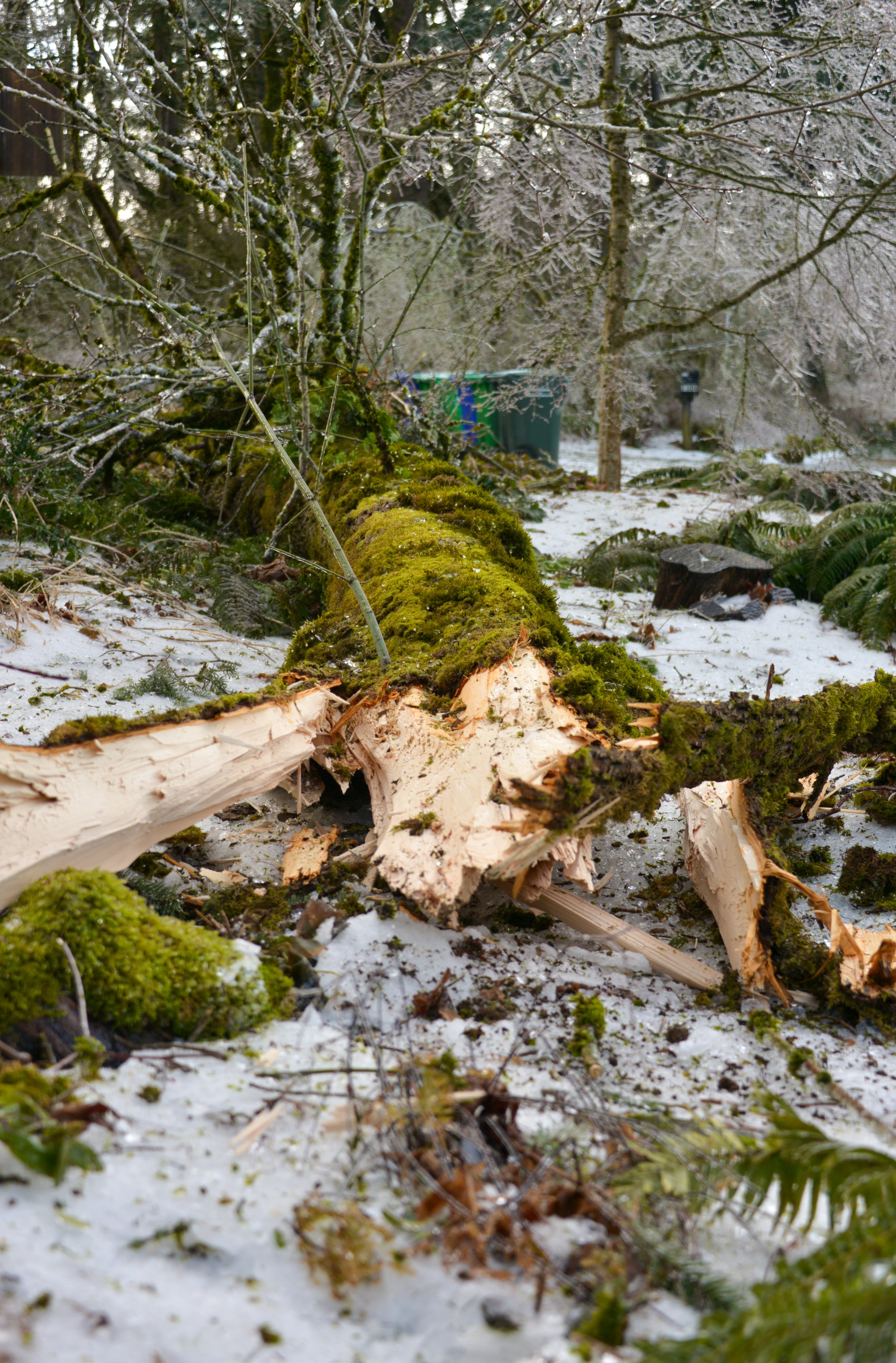 DSC_7421.jpg
